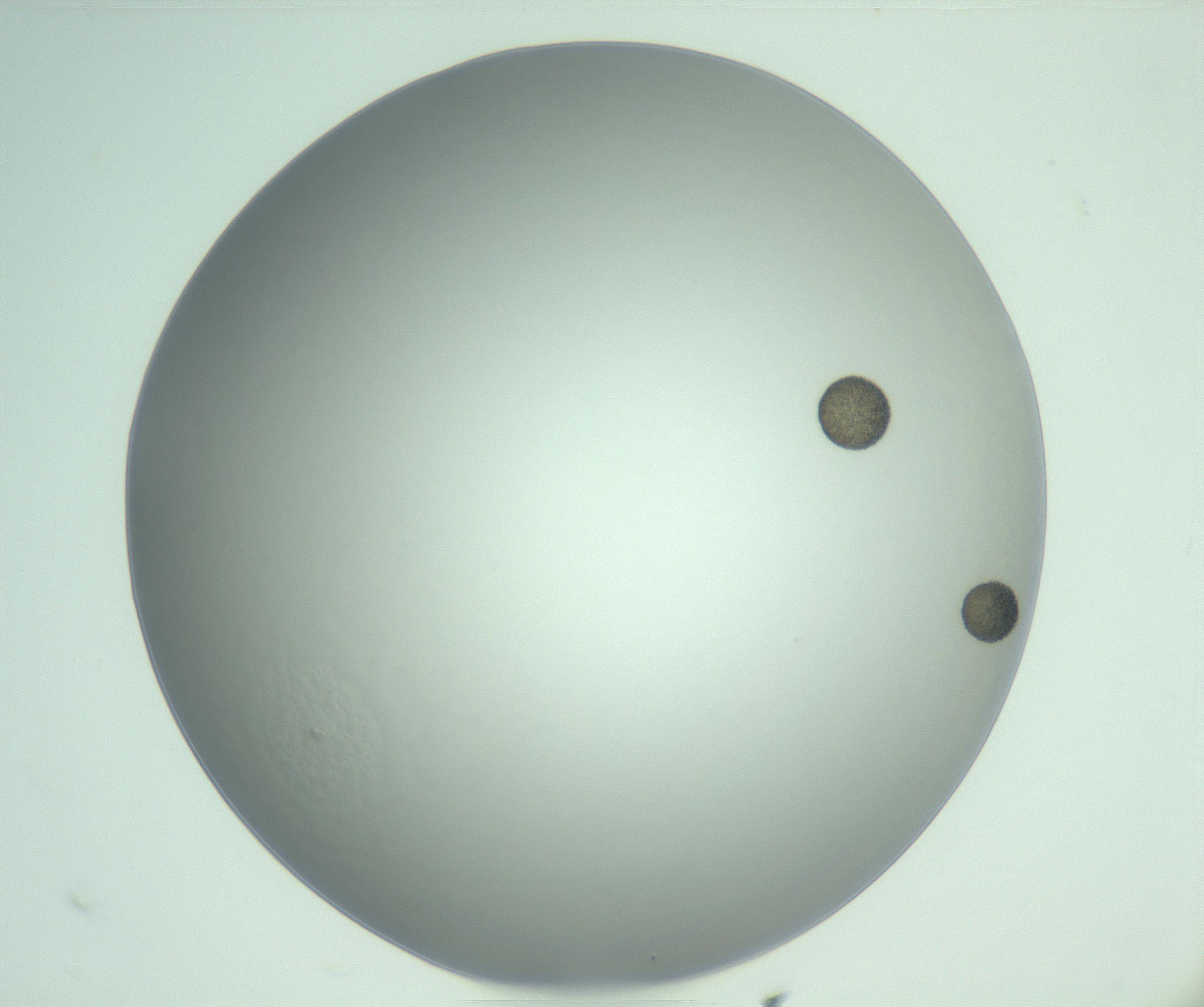 RI01_03_000_0212_Proj1_Clon1_MC_0000MC103142_010_170118_08_03_02_00_99_002_001_RAI.jpg