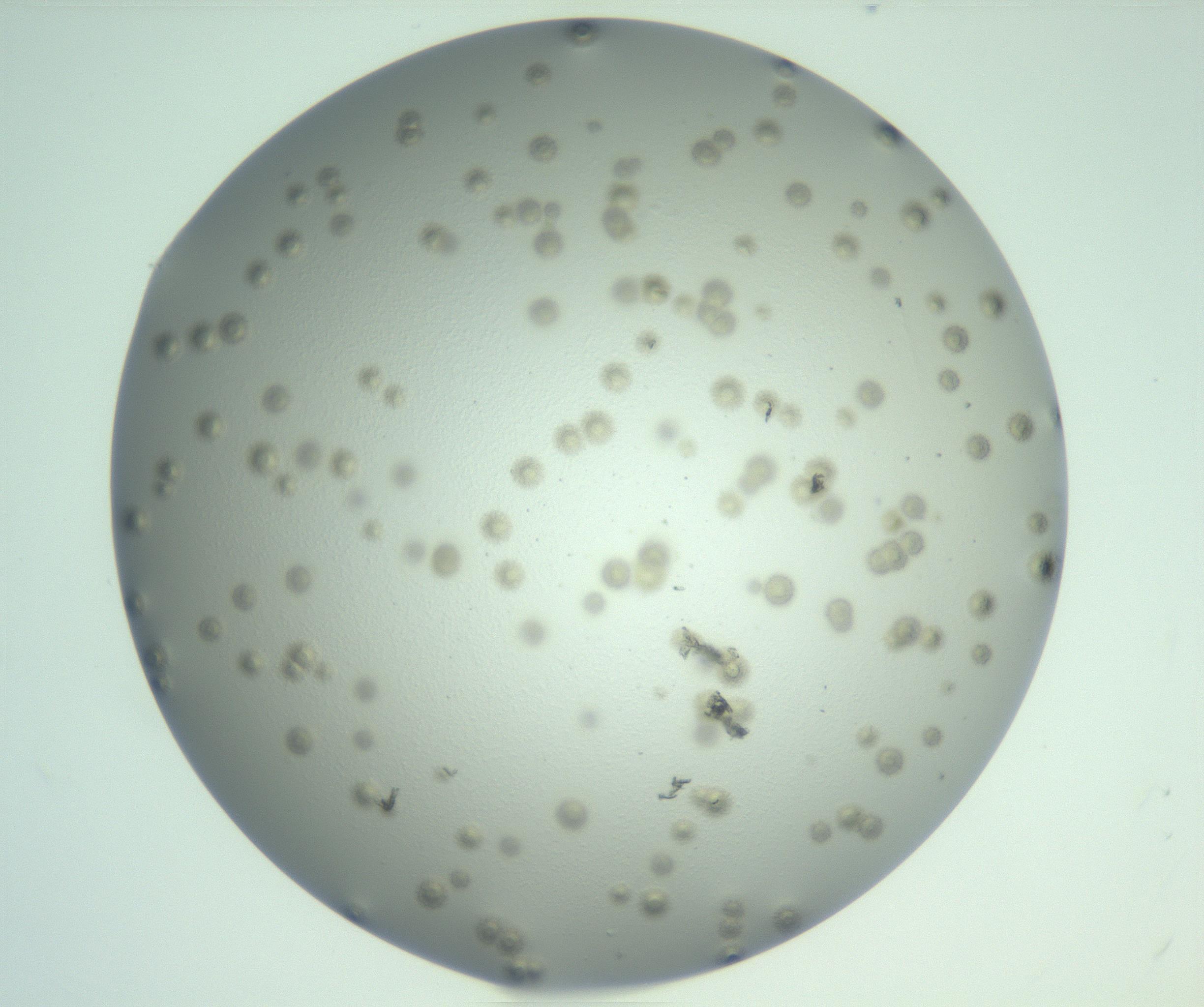 RI01_03_000_0212_Proj1_Clon1_MC_0000MC103142_010_170118_12_02_01_00_99_002_001_RAI.jpg