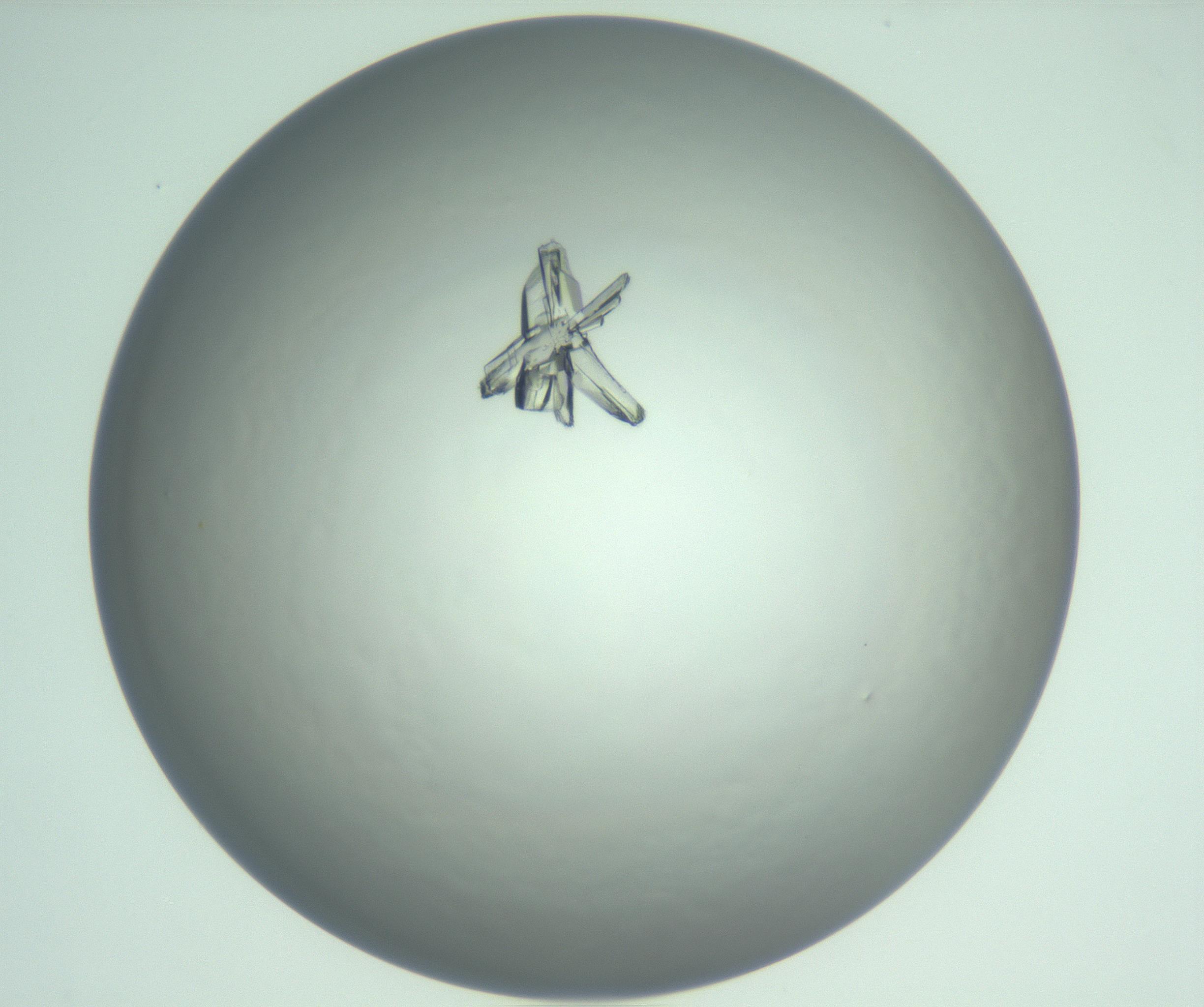 RI01_03_000_0212_Proj1_Clon1_MC_0000MC103143_005_161221_07_05_01_00_99_002_001_RAI.jpg