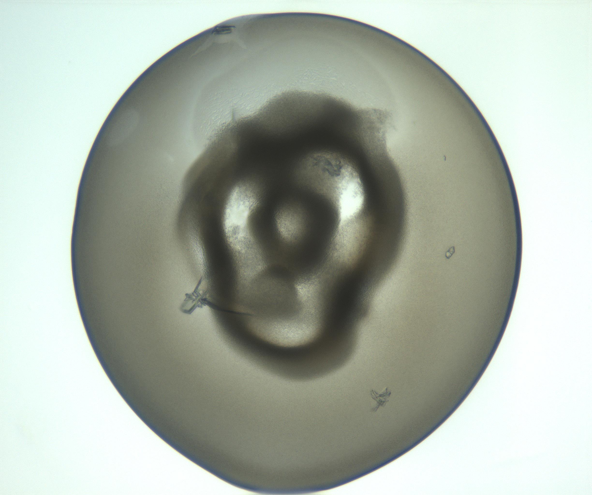 RI01_03_000_0212_Proj1_Clon1_MC_0000MC103148_008_170106_09_06_02_00_99_002_001_RAI.jpg