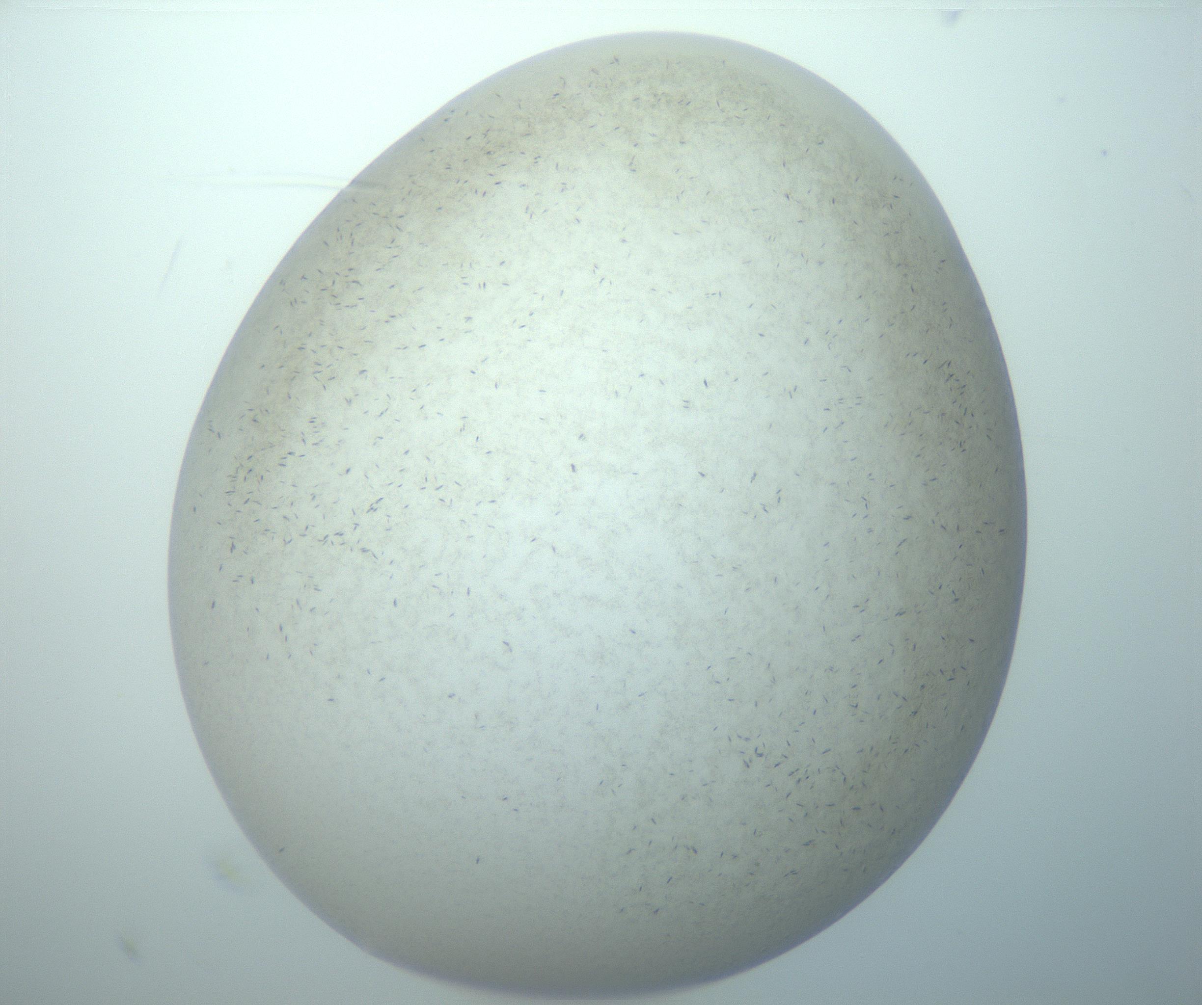 RI01_03_000_0212_Proj1_Clon1_MC_0000MC103151_003_161217_10_07_02_00_99_002_001_RAI.jpg