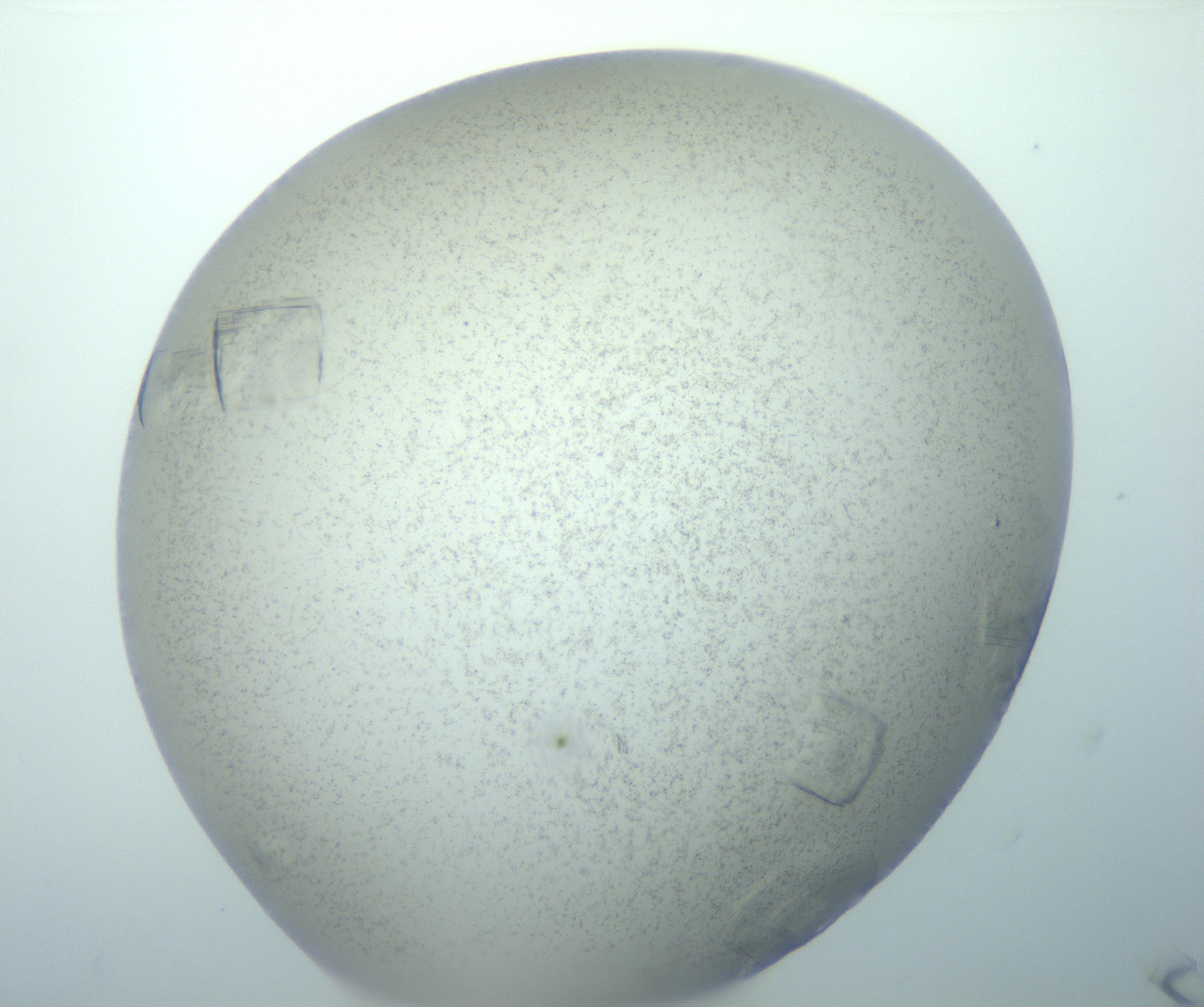 RI01_03_000_0212_Proj1_Clon1_MC_0000MC103151_004_161219_04_04_02_00_99_002_001_RAI.jpg