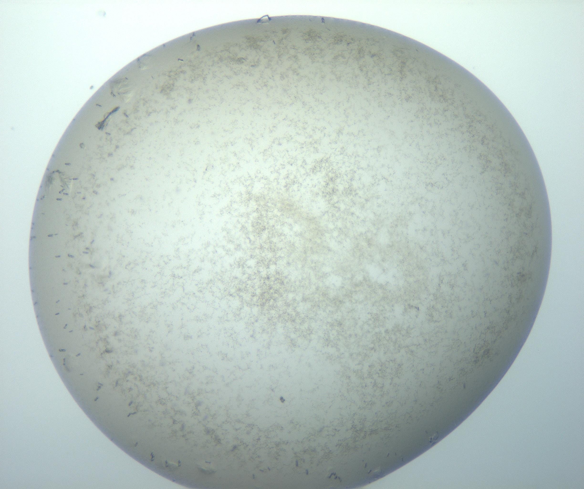 RI01_03_000_0212_Proj1_Clon1_MC_0000MC103151_004_161219_06_03_02_00_99_002_001_RAI.jpg