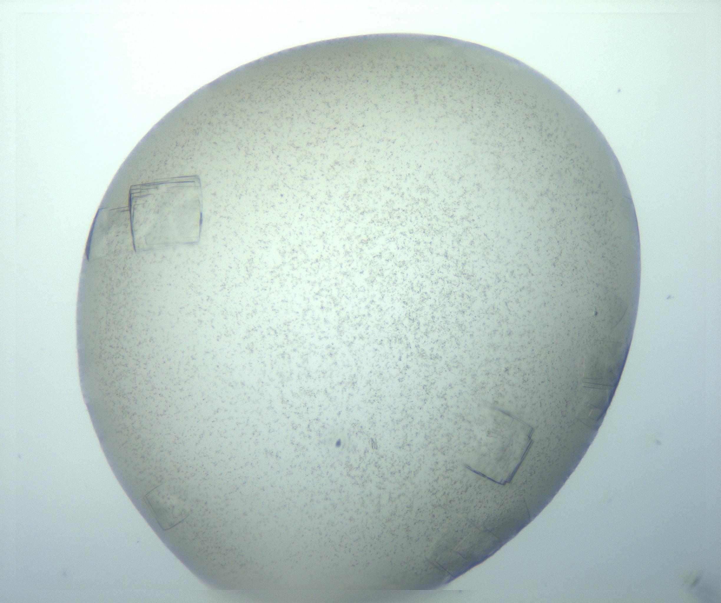 RI01_03_000_0212_Proj1_Clon1_MC_0000MC103151_012_170201_04_04_02_00_99_002_001_RAI.jpg