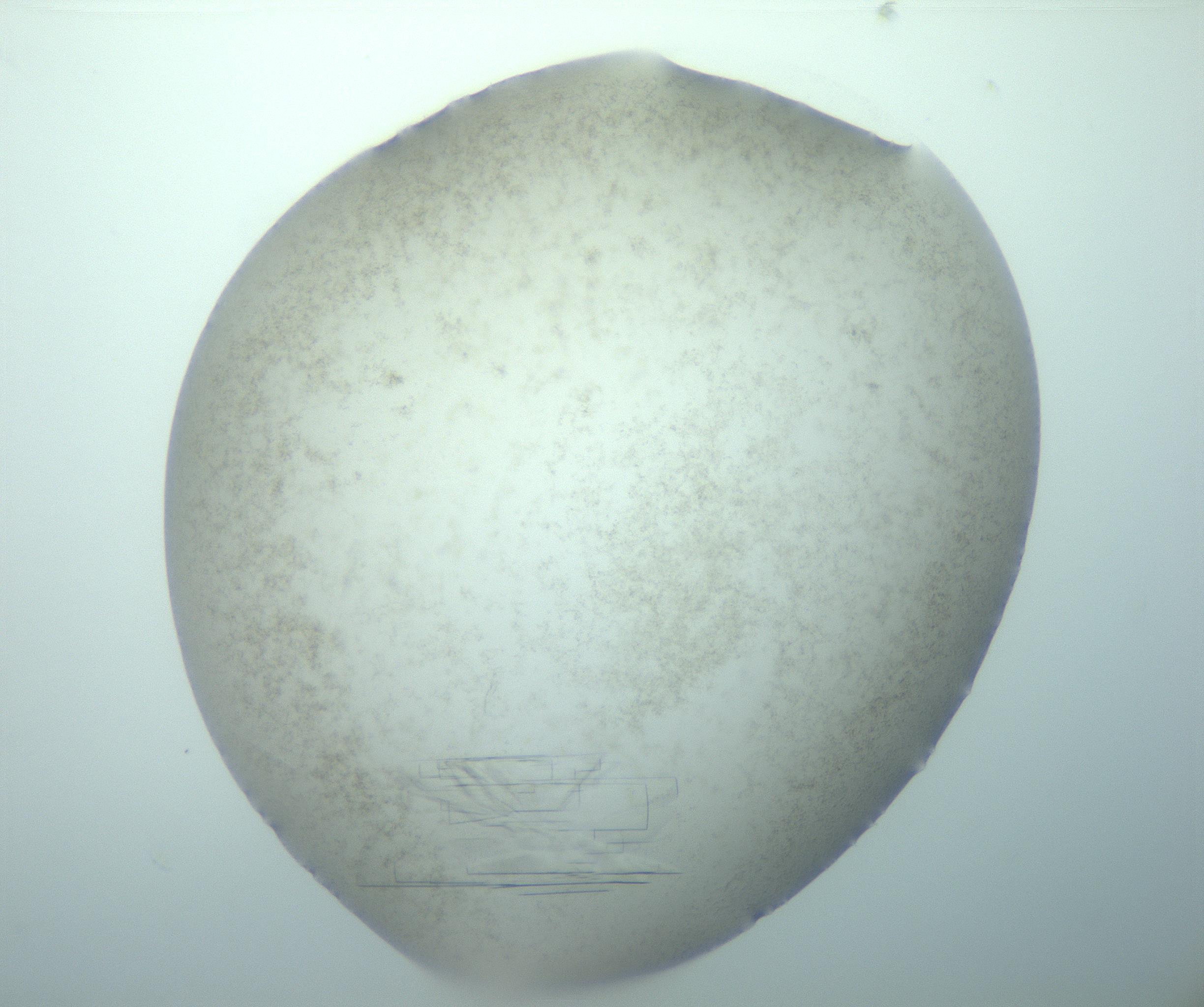 RI01_03_000_0212_Proj1_Clon1_MC_0000MC103151_012_170201_06_04_02_00_99_002_001_RAI.jpg
