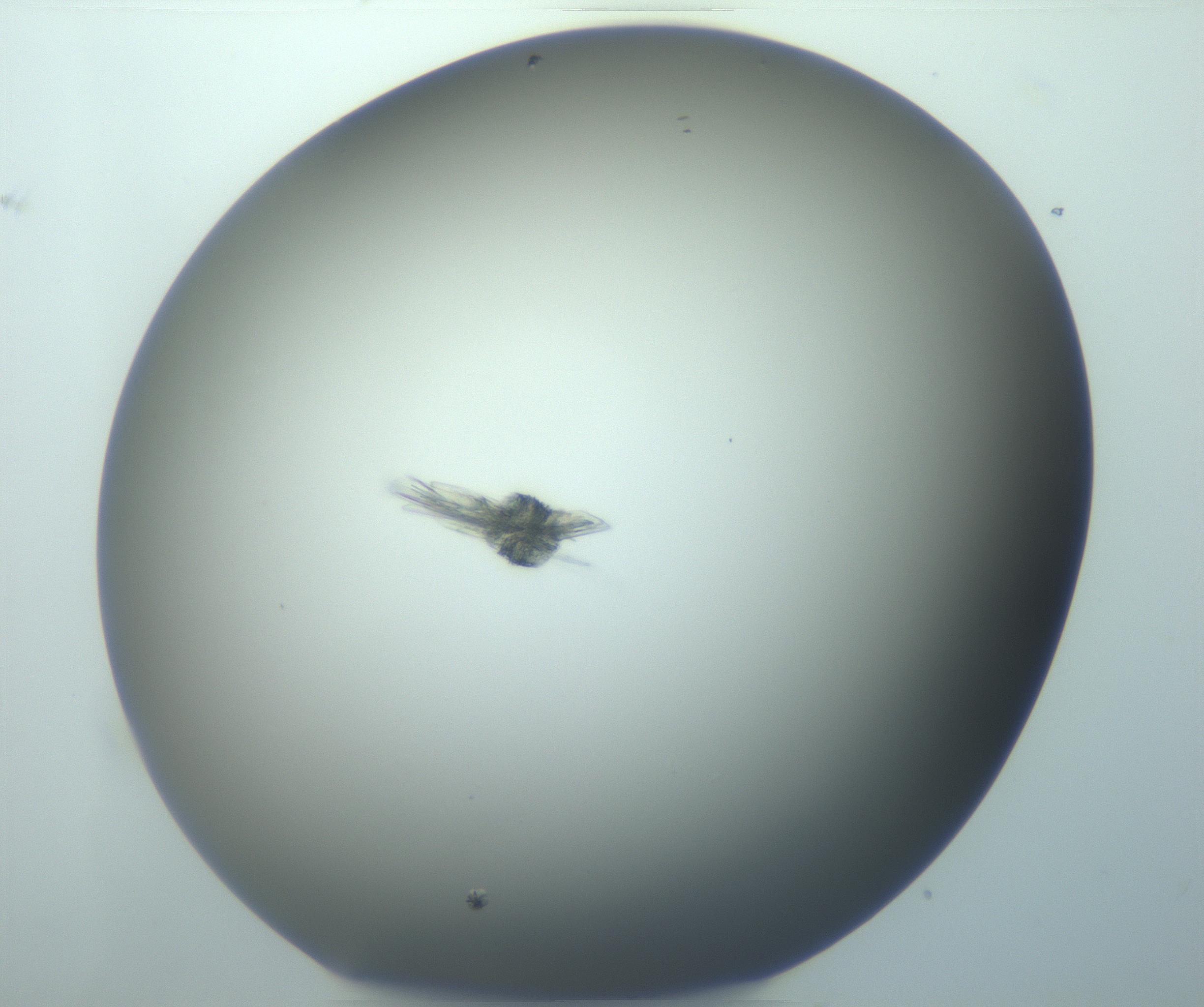 RI01_03_000_0212_Proj1_Clon1_MC_0000MC103152_002_161215_09_08_01_00_99_002_001_RAI.jpg