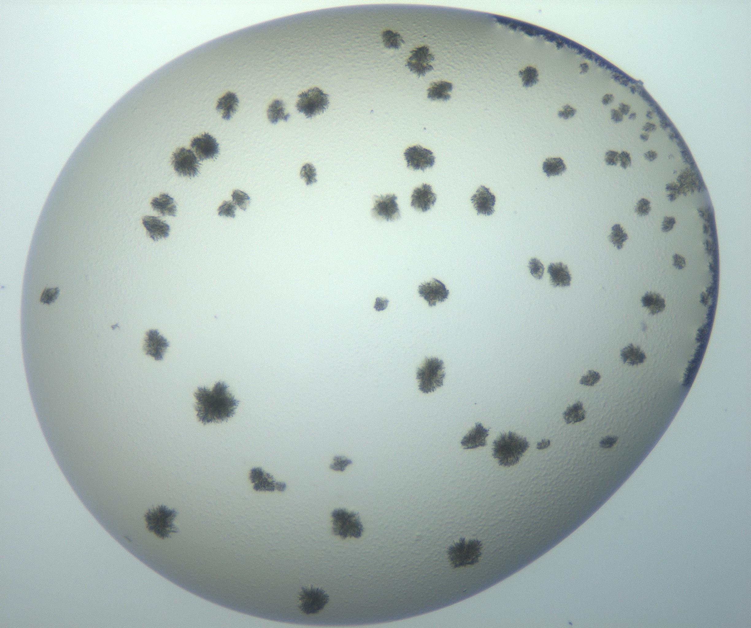RI01_03_000_0212_Proj1_Clon1_MC_0000MC103152_003_161217_04_08_02_00_99_002_001_RAI.jpg
