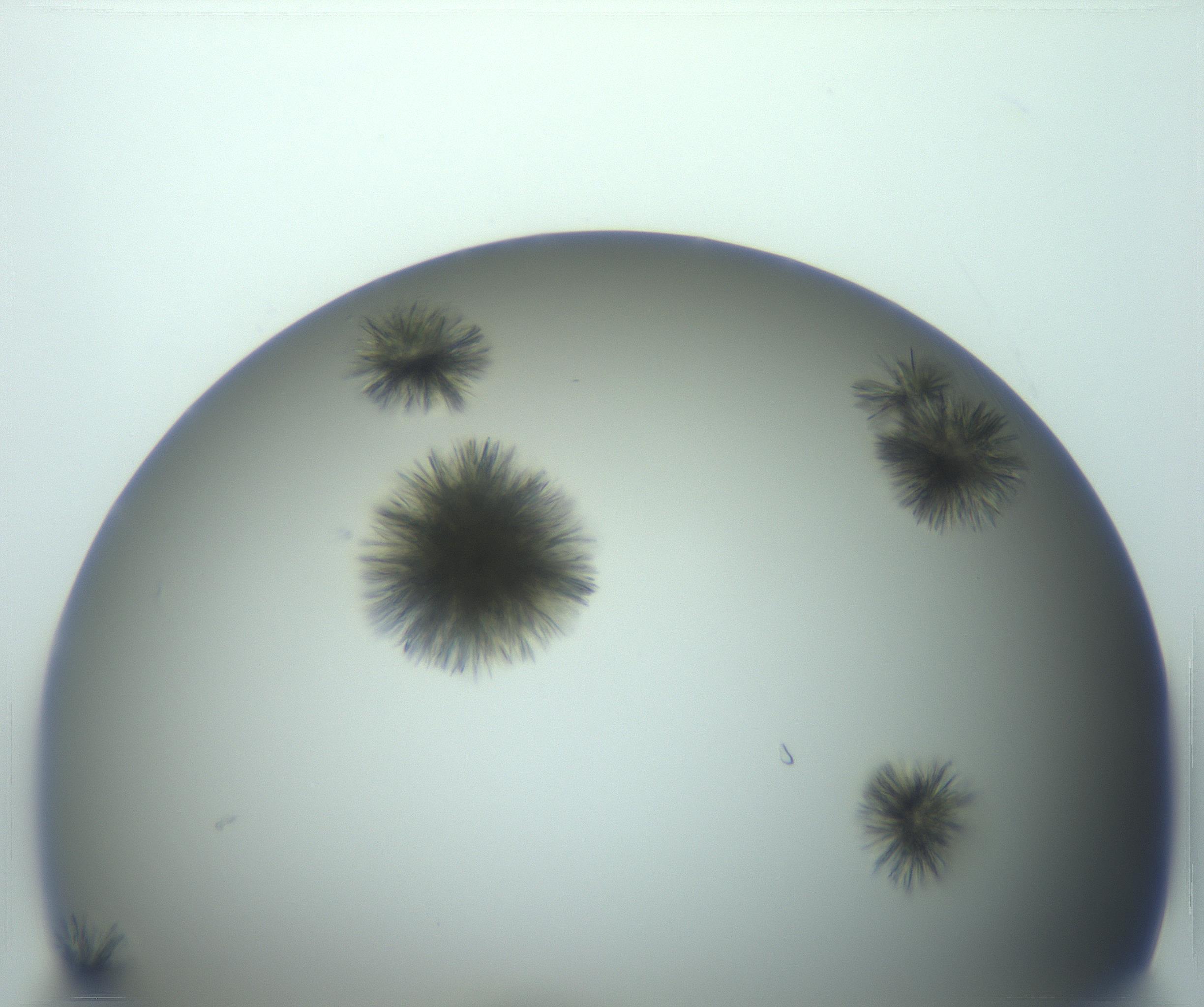 RI01_03_000_0212_Proj1_Clon1_MC_0000MC103152_004_161219_06_07_01_00_99_002_001_RAI.jpg