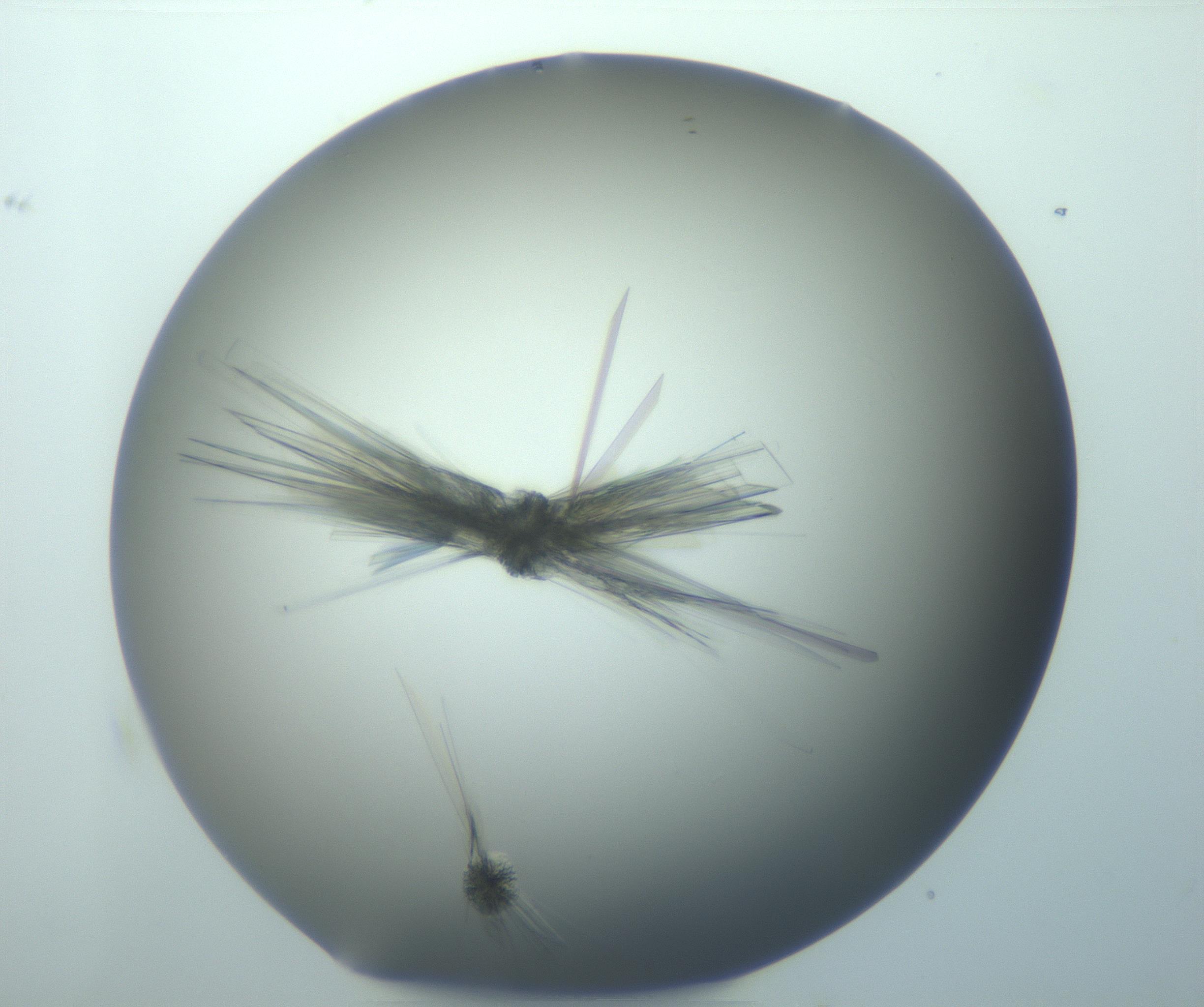RI01_03_000_0212_Proj1_Clon1_MC_0000MC103152_005_161221_09_08_01_00_99_002_001_RAI.jpg