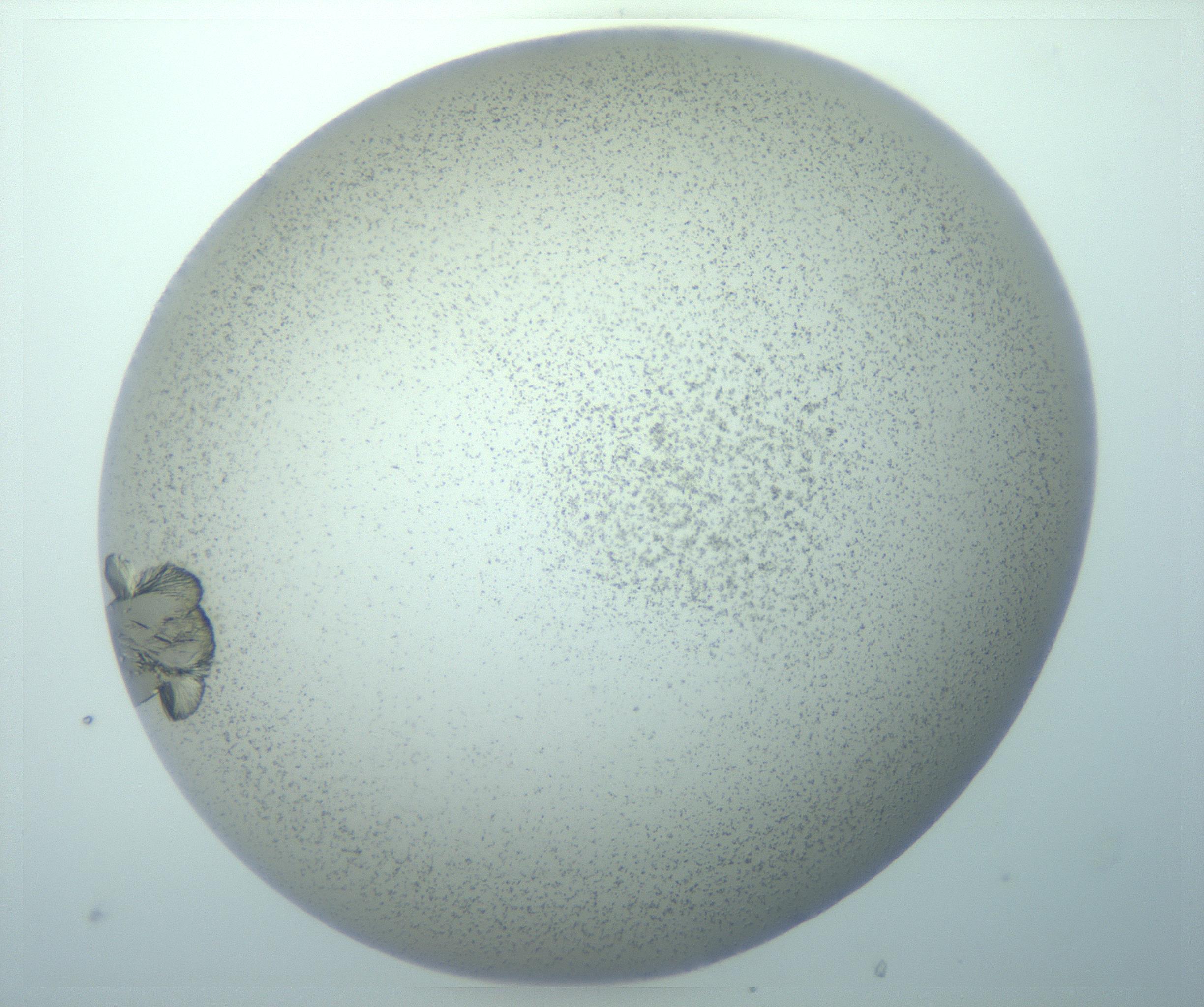 RI01_03_000_0212_Proj1_Clon1_MC_0000MC103152_012_170201_05_04_02_00_99_002_001_RAI.jpg