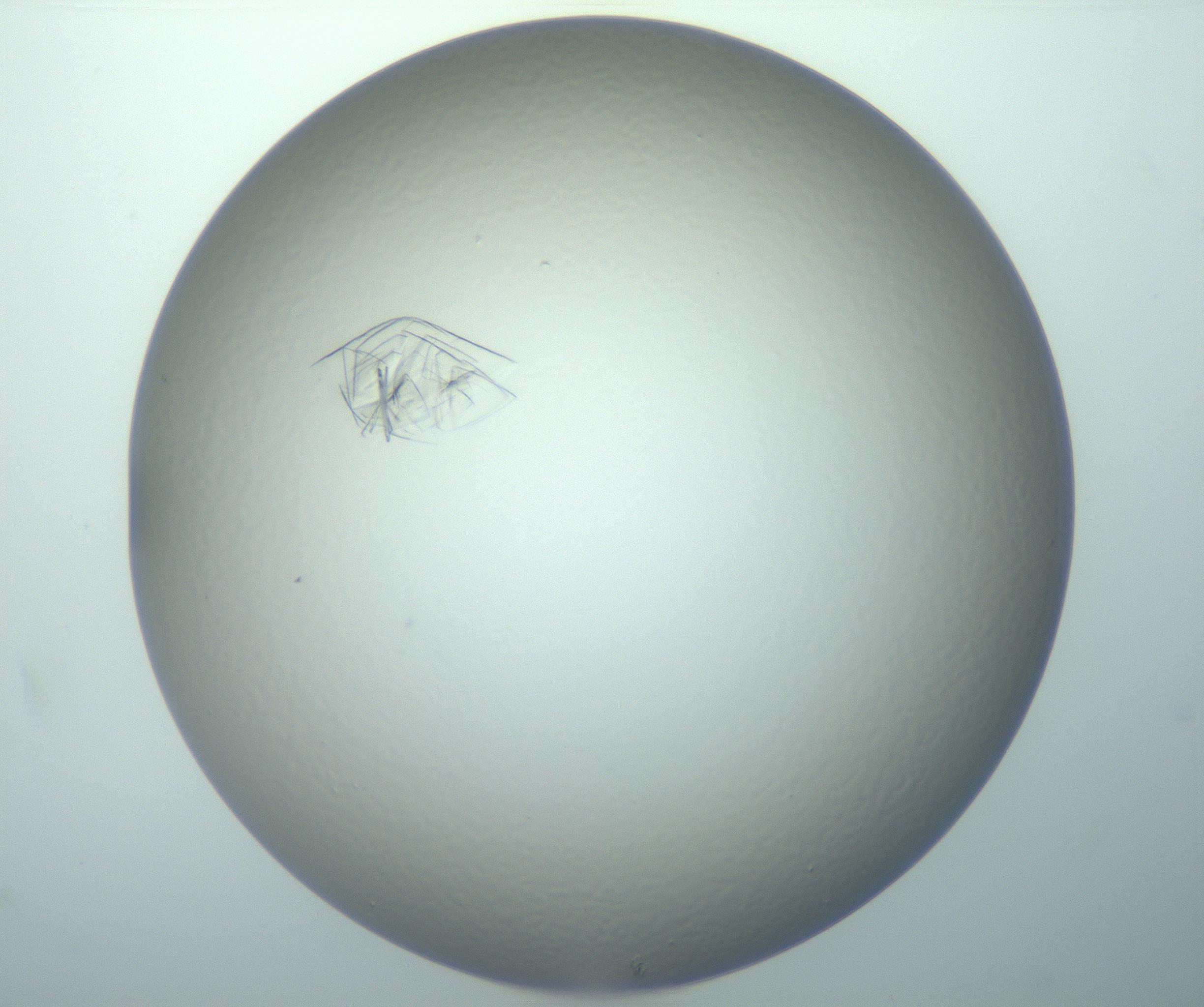 RI01_03_000_0212_Proj1_Clon1_MC_0000MC103153_004_161219_04_01_02_00_99_002_001_RAI.jpg