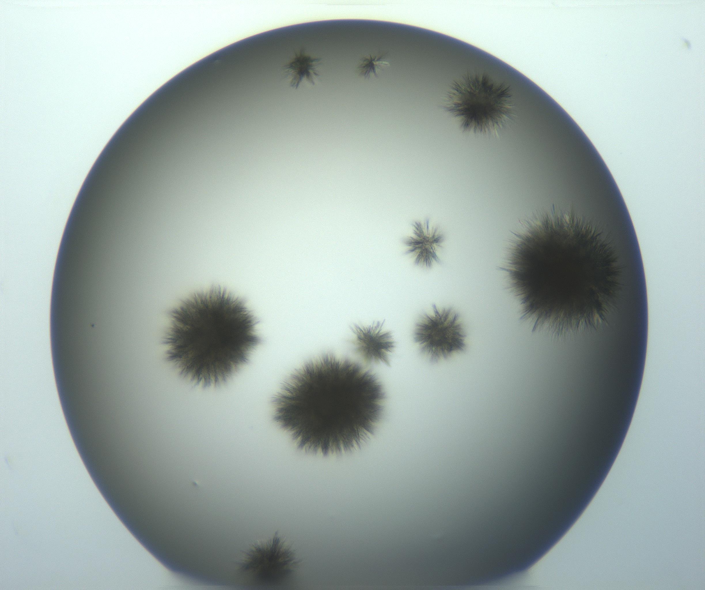 RI01_03_000_0212_Proj1_Clon1_MC_0000MC103153_004_161219_05_02_01_00_99_002_001_RAI.jpg