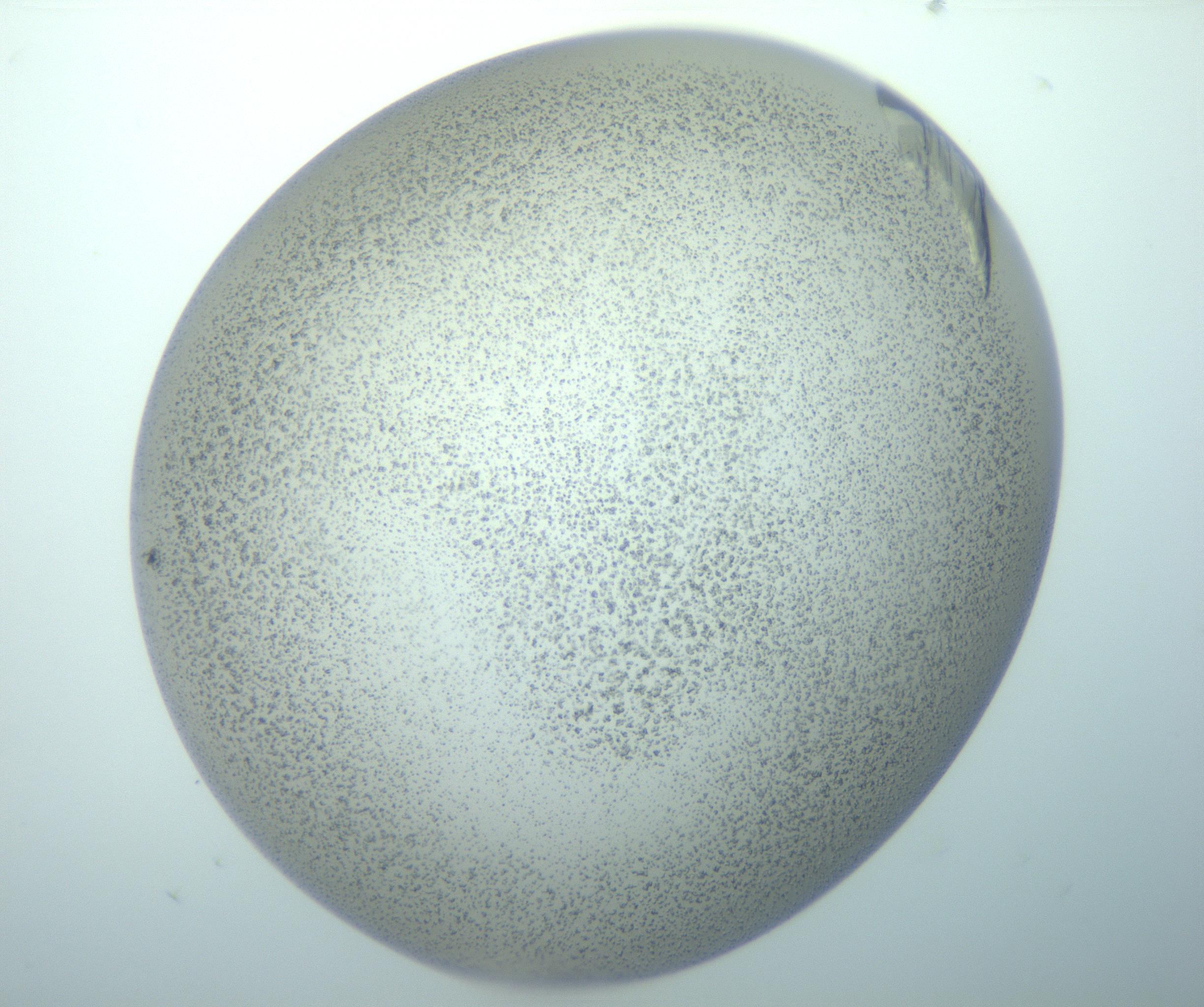 RI01_03_000_0212_Proj1_Clon1_MC_0000MC103153_010_170118_06_04_02_00_99_002_001_RAI.jpg
