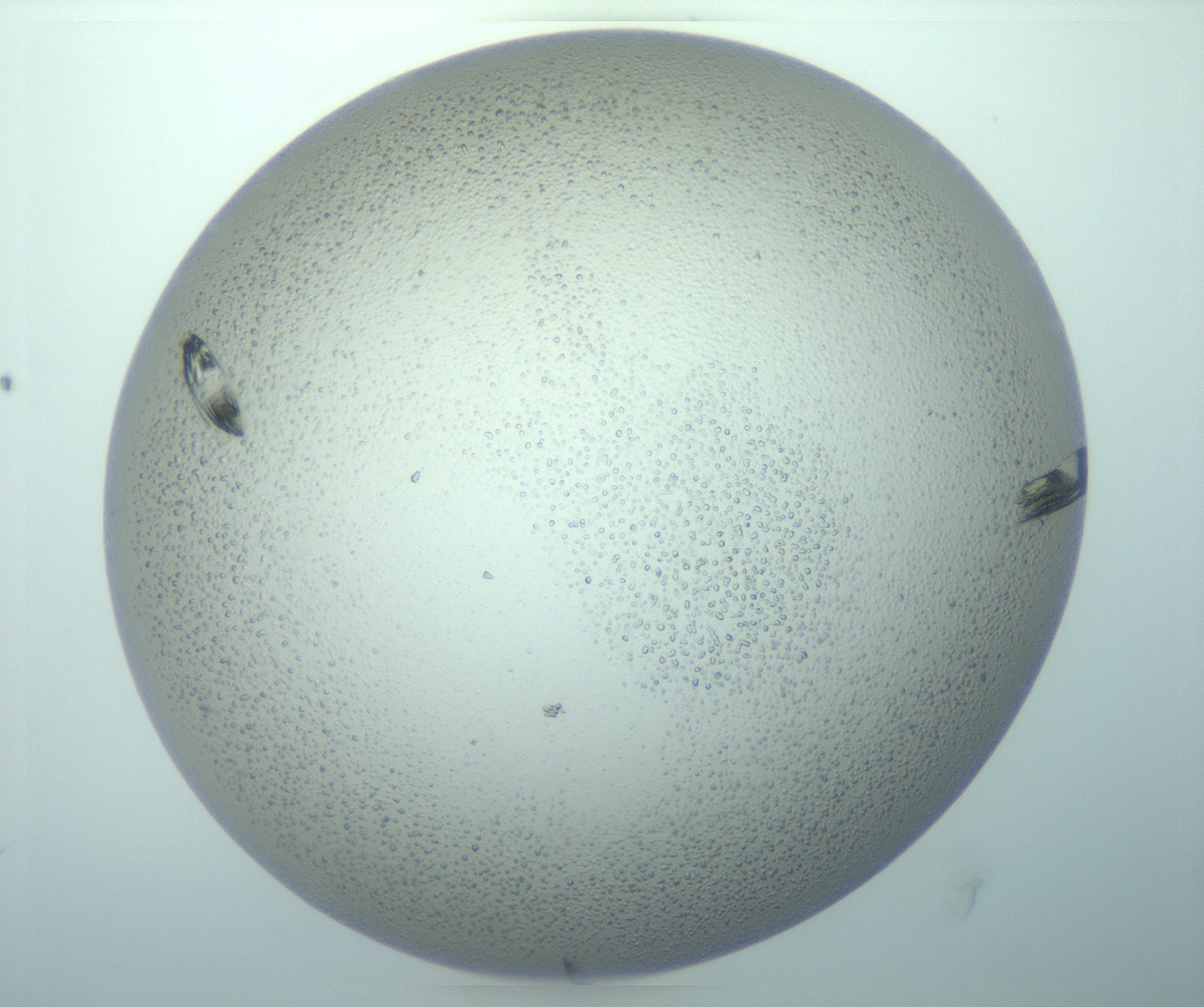 RI01_03_000_0212_Proj1_Clon1_MC_0000MC103153_012_170201_04_05_02_00_99_002_001_RAI.jpg