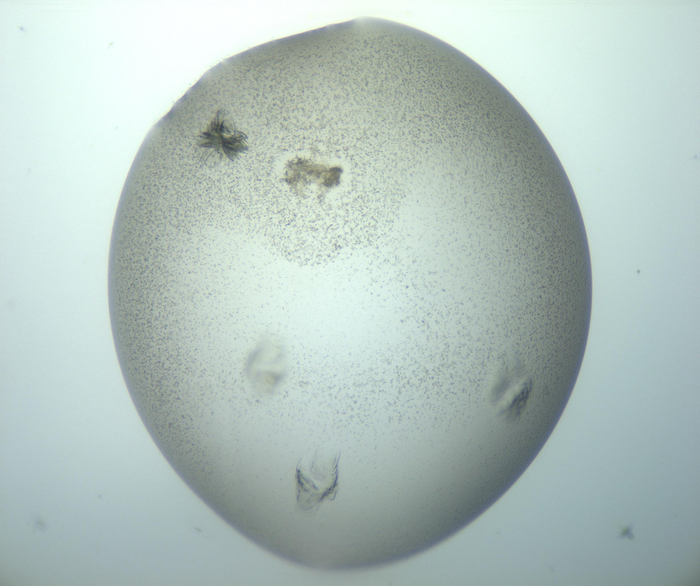 RI01_03_000_0212_Proj1_Clon1_MC_0000MC103154_012_170201_11_02_02_00_99_002_001_RAI.jpg