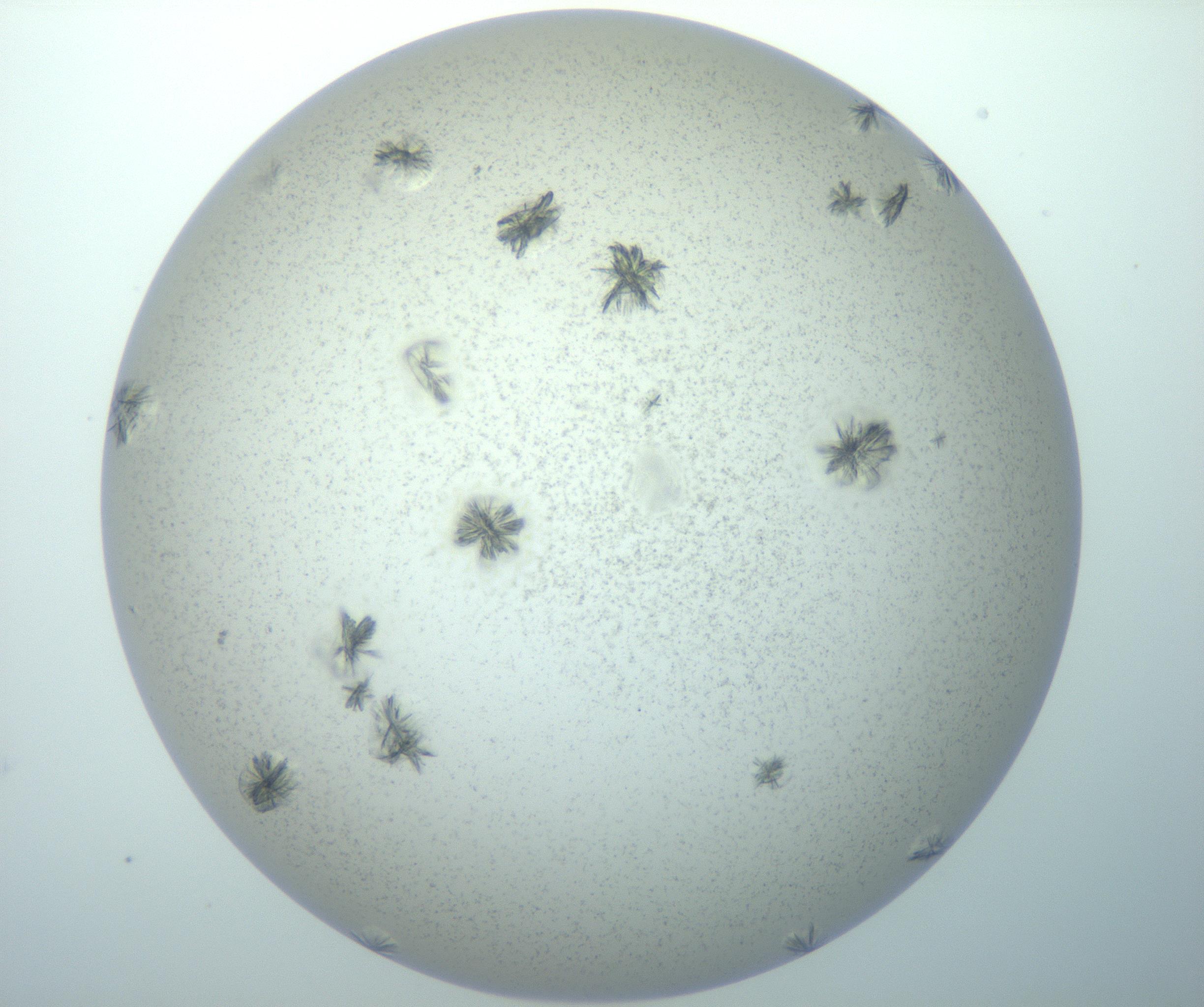 RI01_03_000_0212_Proj1_Clon1_MC_0000MC103155_002_161215_10_02_02_00_99_002_001_RAI.jpg