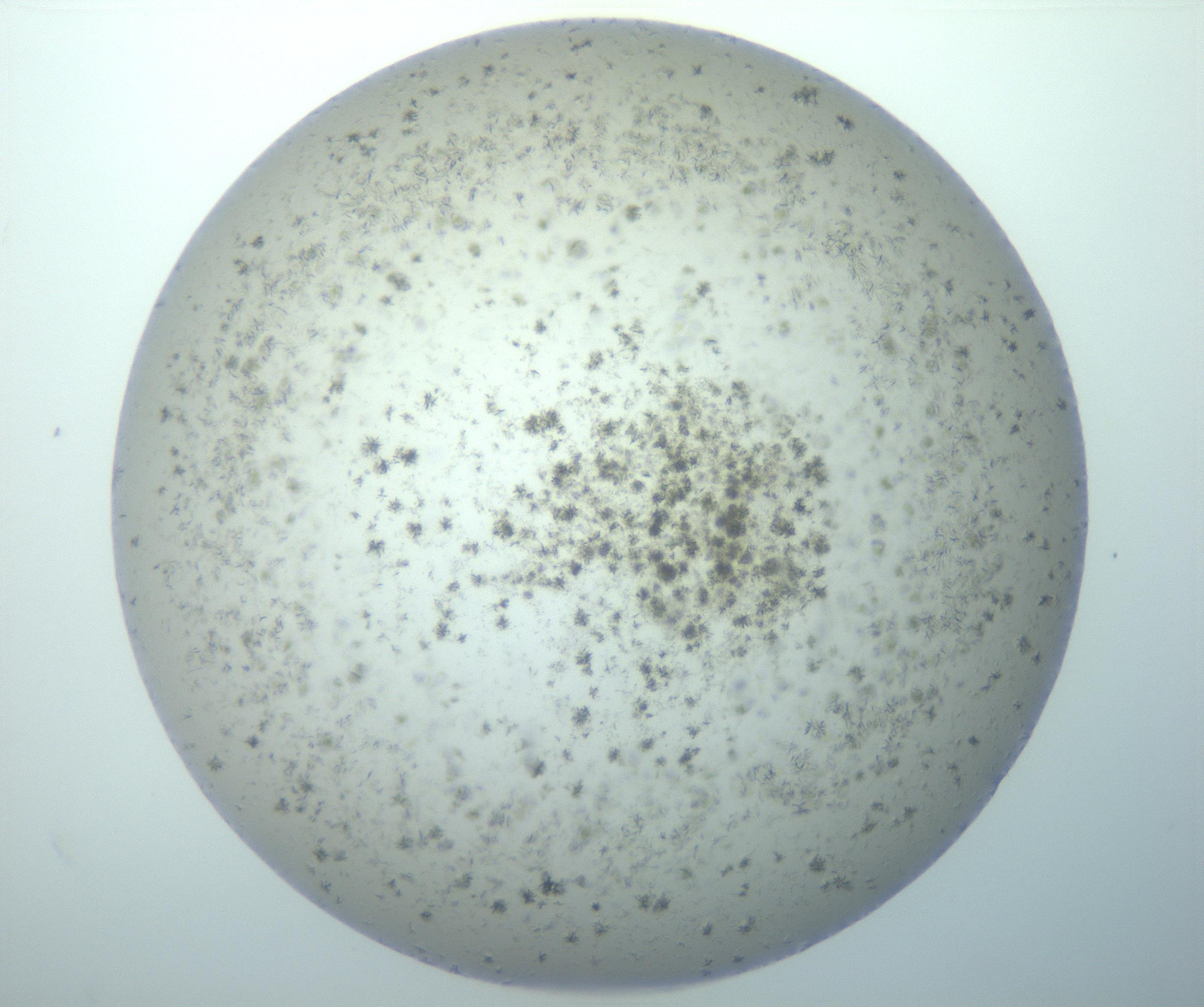 RI01_03_000_0212_Proj1_Clon1_MC_0000MC103155_002_161215_10_04_02_00_99_002_001_RAI.jpg