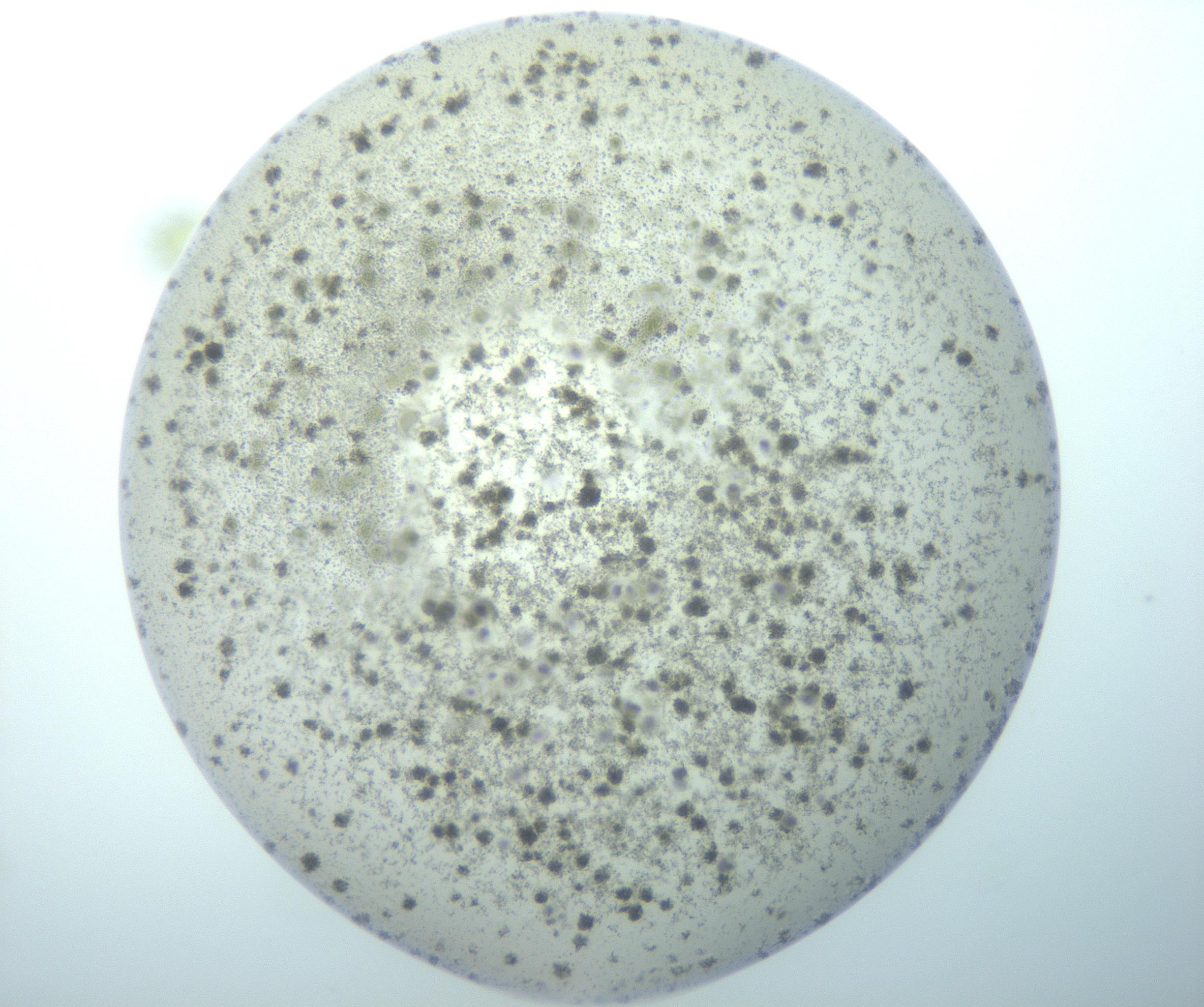 RI01_03_000_0212_Proj1_Clon1_MC_0000MC103155_004_161219_05_01_02_00_99_002_001_RAI.jpg