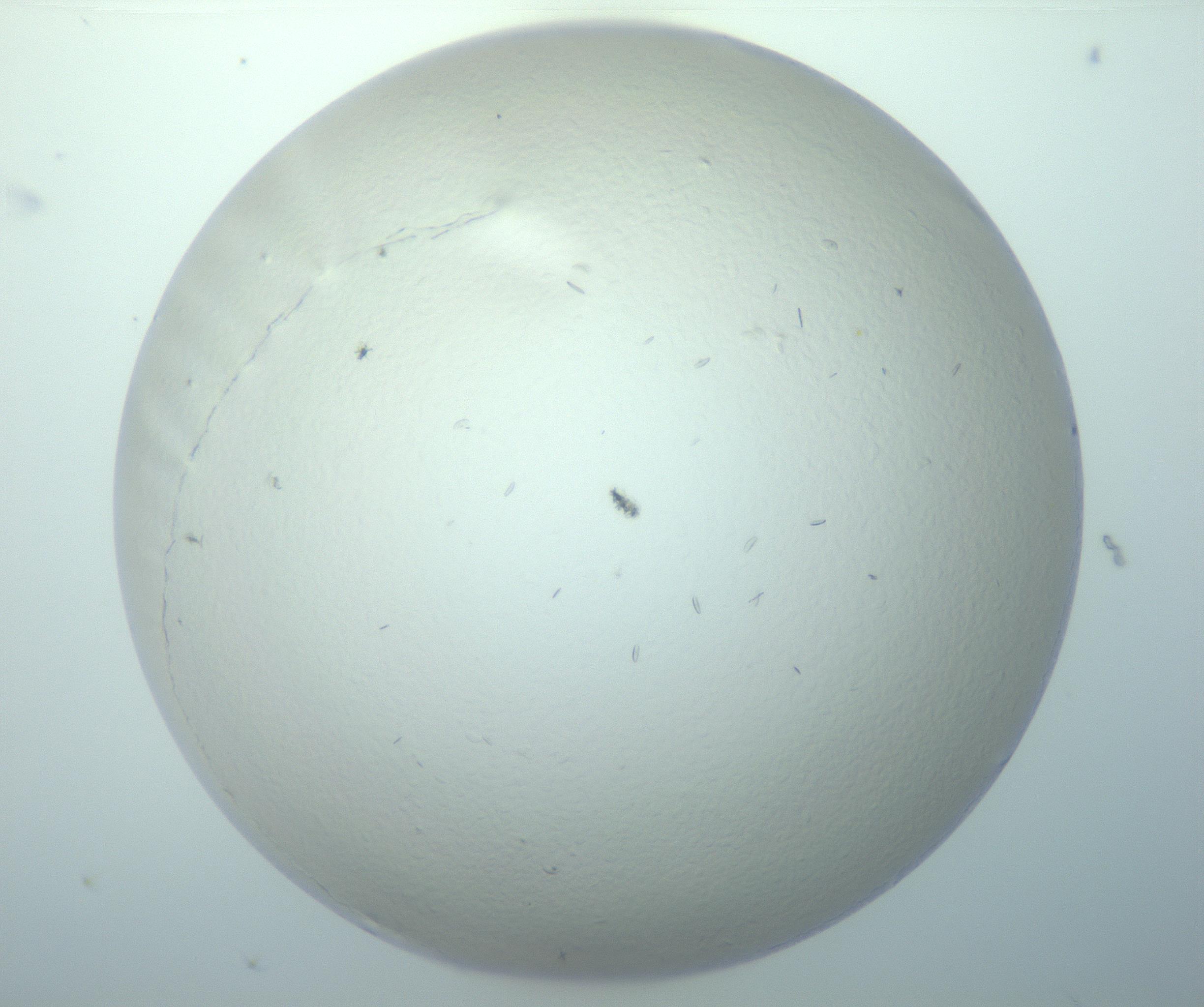 RI01_03_000_0212_Proj1_Clon1_MC_0000MC103156_003_161217_07_03_01_00_99_002_001_RAI.jpg
