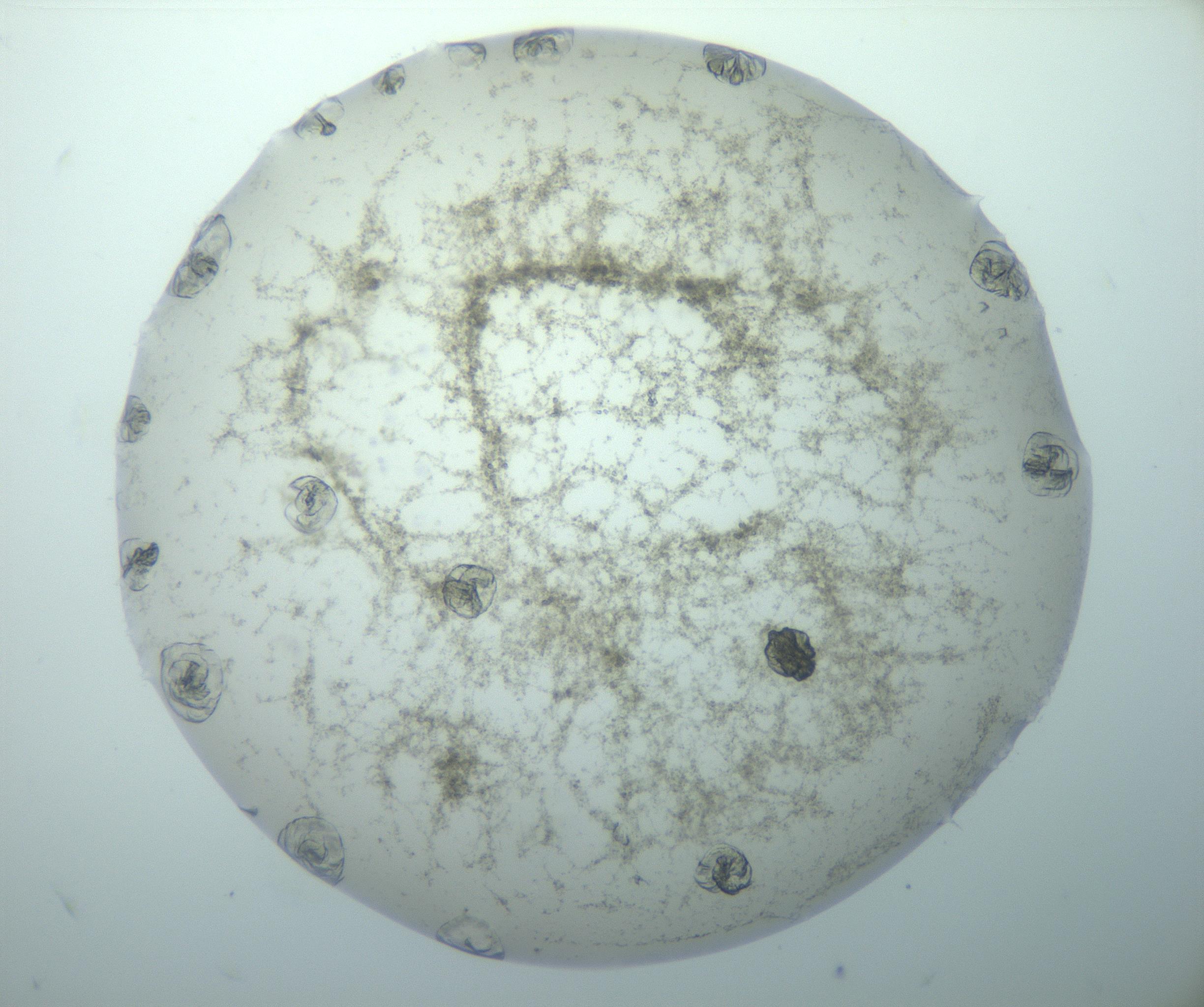 RI01_03_000_0212_Proj1_Clon1_MC_0000MC103156_003_161217_08_04_02_00_99_002_001_RAI.jpg