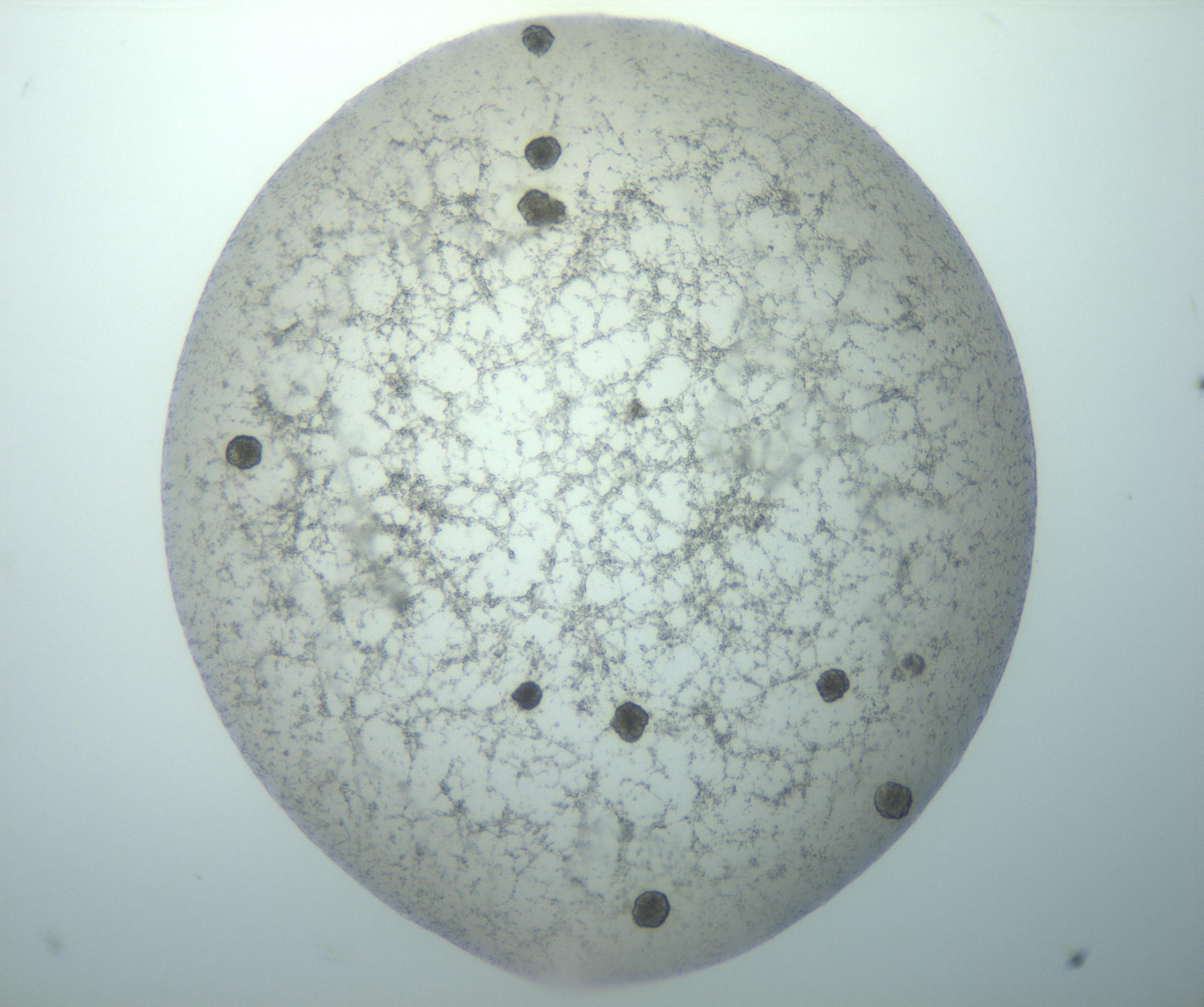 RI01_03_000_0212_Proj1_Clon1_MC_0000MC103156_003_161217_11_02_02_00_99_002_001_RAI.jpg