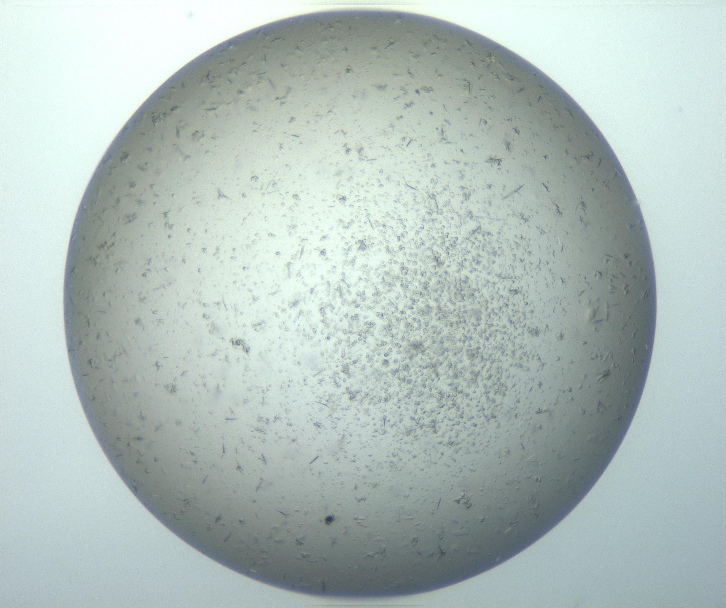 RI01_03_000_0212_Proj1_Clon1_MC_0000MC103162_003_161219_01_07_01_00_99_002_001_RAI.jpg