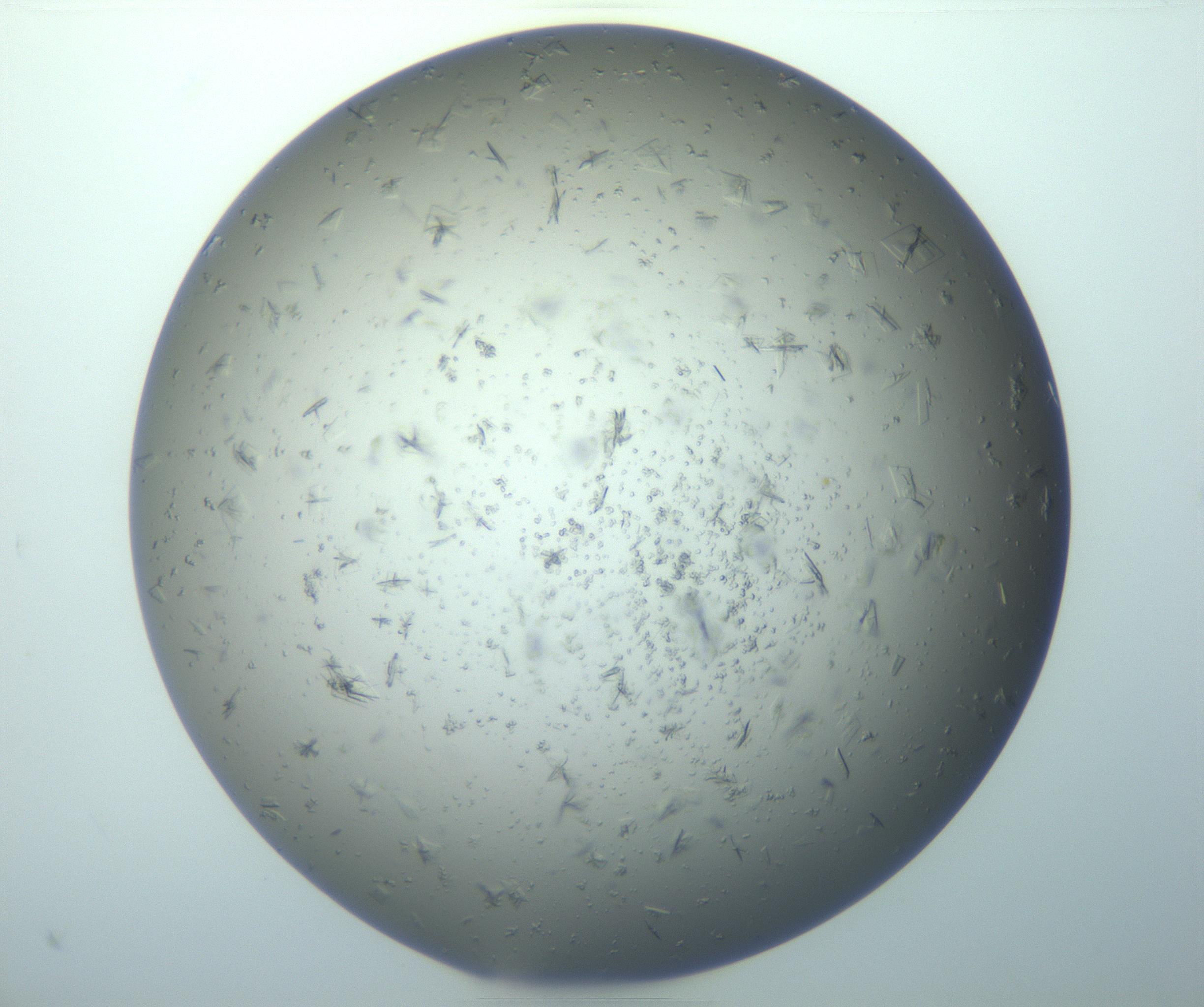 RI01_03_000_0212_Proj1_Clon1_MC_0000MC103162_003_161219_10_05_01_00_99_002_001_RAI.jpg