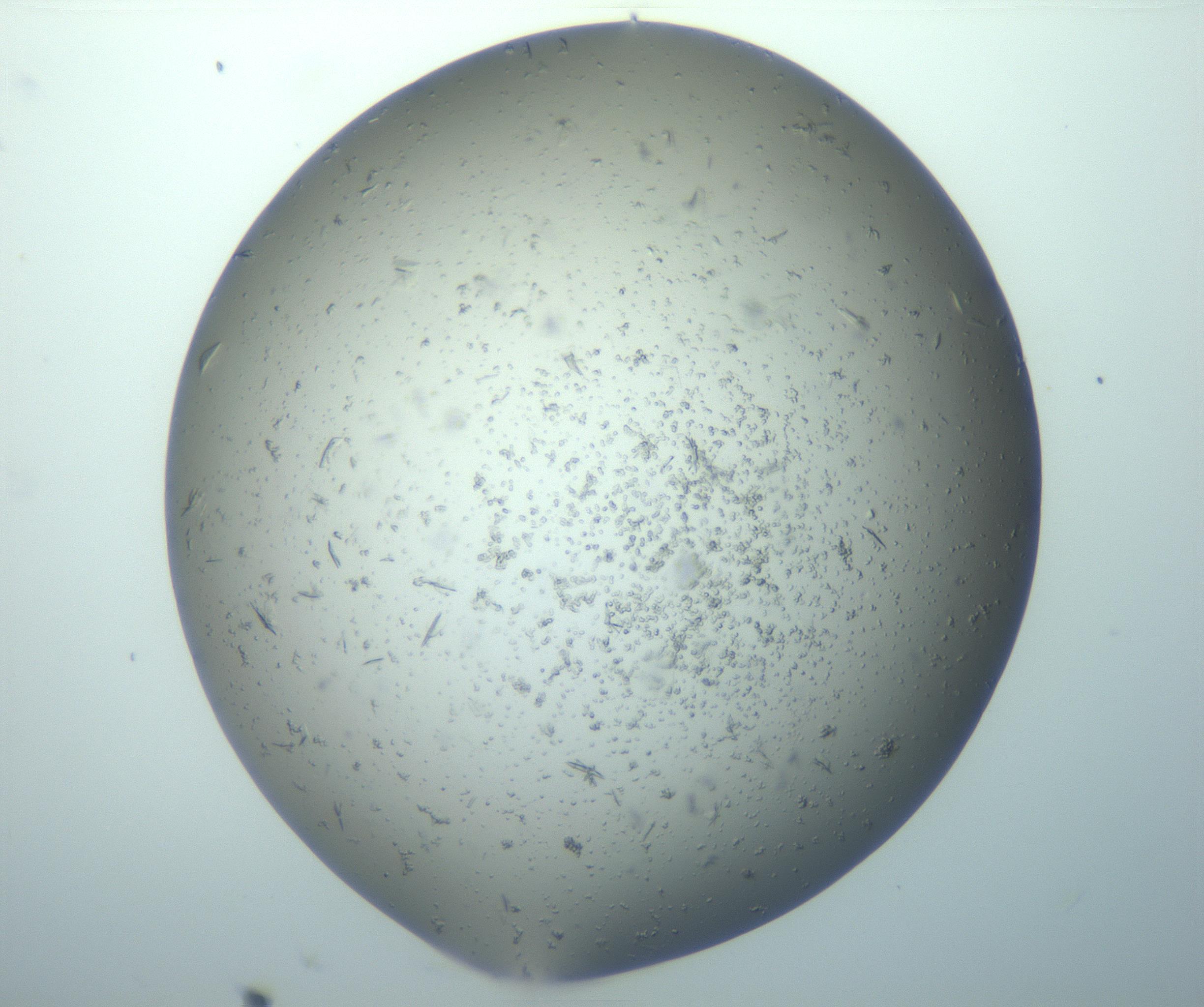RI01_03_000_0212_Proj1_Clon1_MC_0000MC103162_003_161219_11_02_01_00_99_002_001_RAI.jpg
