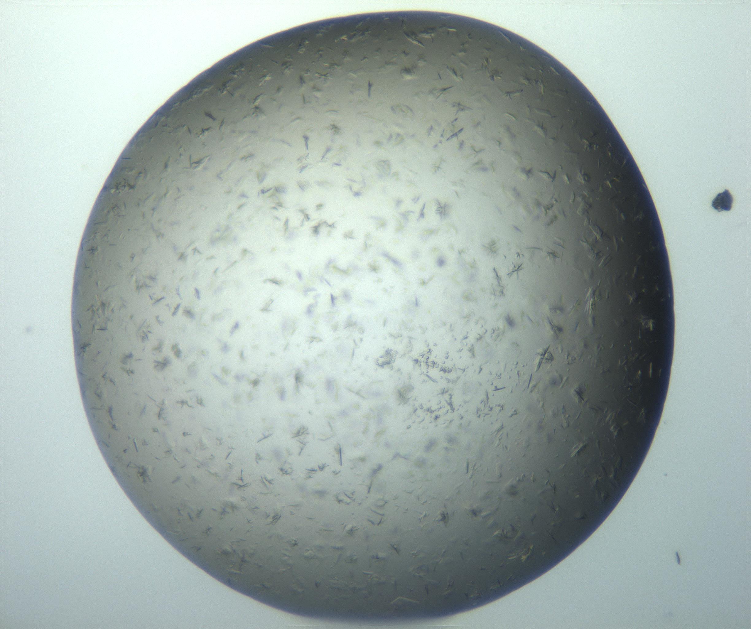 RI01_03_000_0212_Proj1_Clon1_MC_0000MC103162_003_161219_12_05_01_00_99_002_001_RAI.jpg