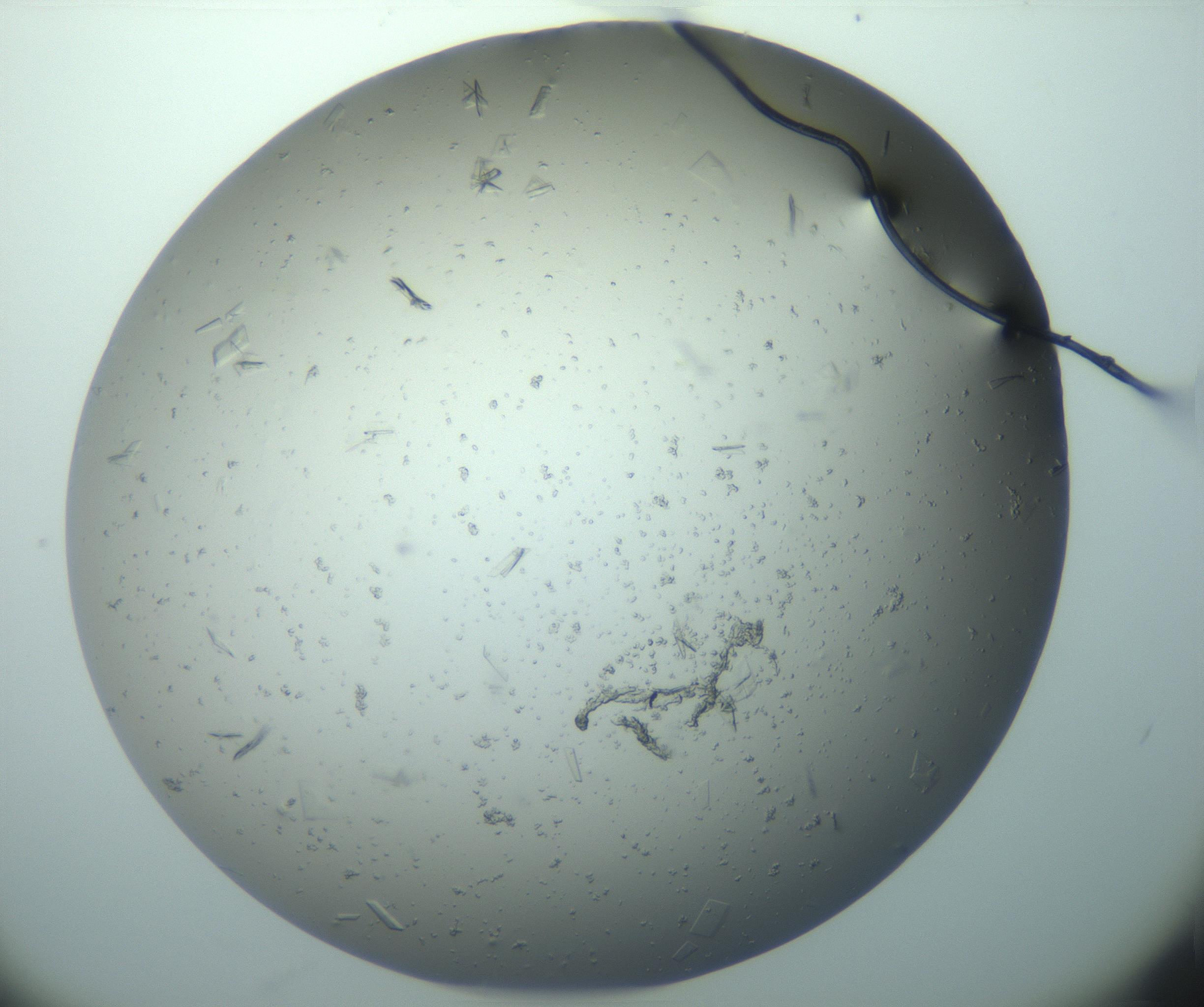 RI01_03_000_0212_Proj1_Clon1_MC_0000MC103163_004_161221_12_05_01_00_99_002_001_RAI.jpg