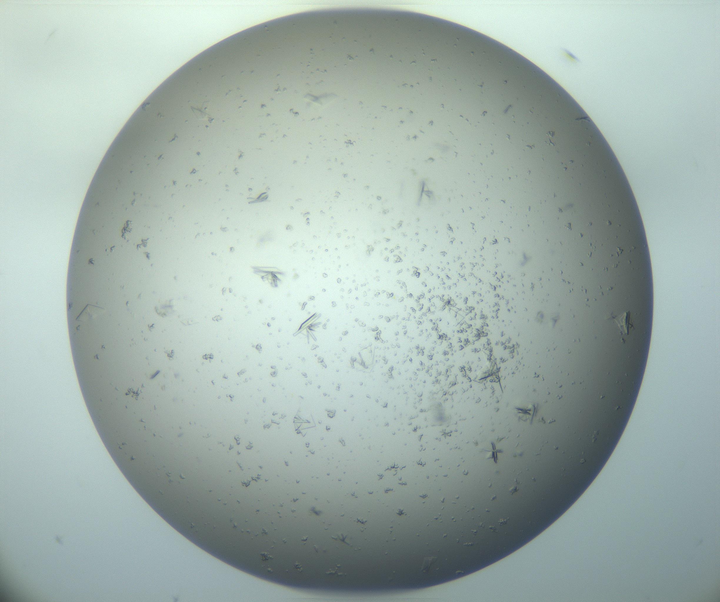 RI01_03_000_0212_Proj1_Clon1_MC_0000MC103163_007_161230_10_05_01_00_99_002_001_RAI.jpg