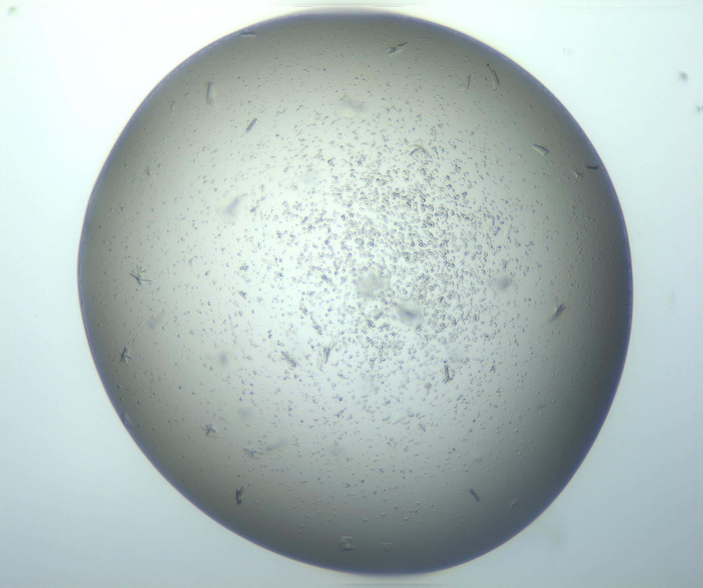 RI01_03_000_0212_Proj1_Clon1_MC_0000MC103164_003_161219_05_01_01_00_99_002_001_RAI.jpg