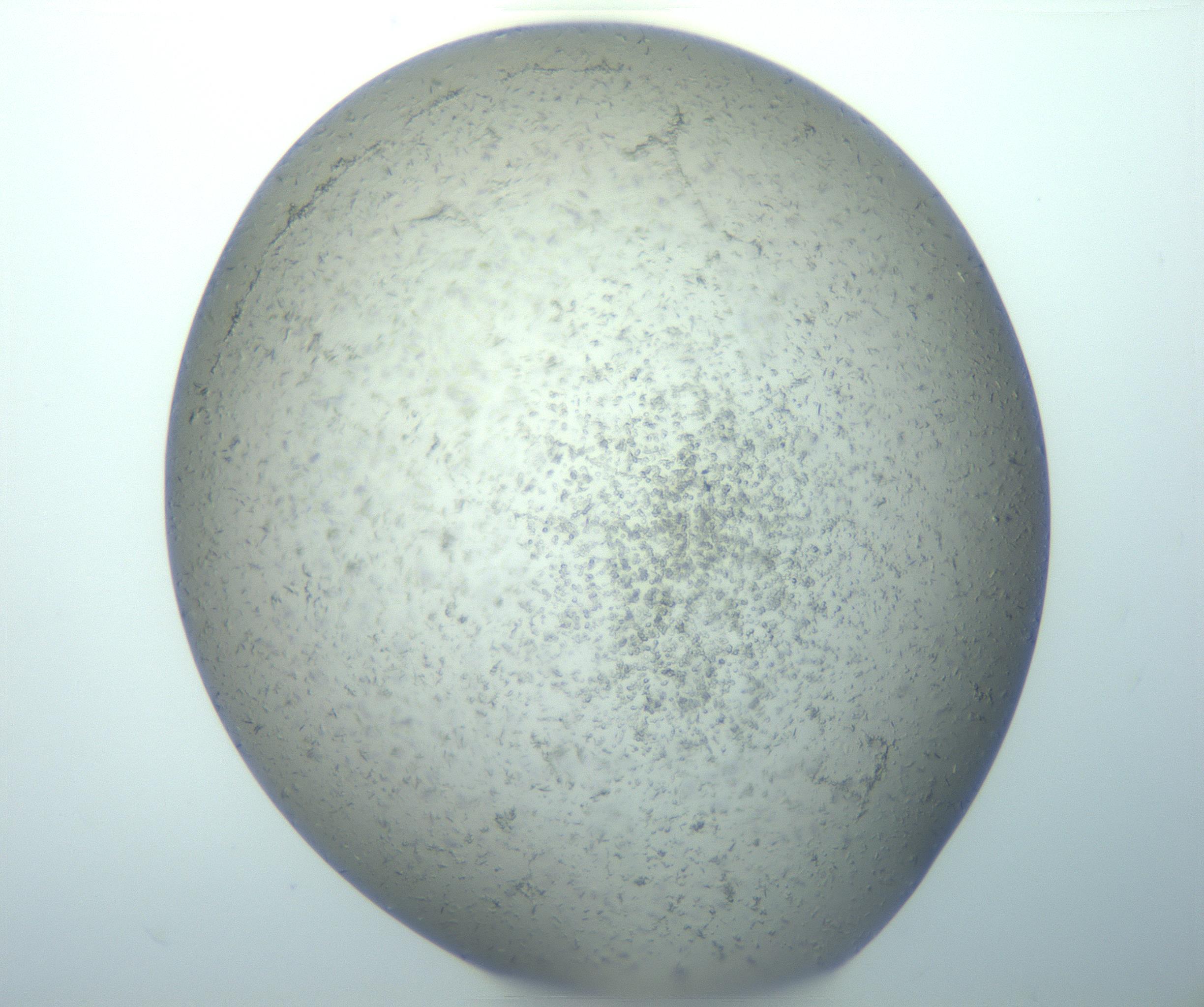 RI01_03_000_0212_Proj1_Clon1_MC_0000MC103164_003_161219_06_03_01_00_99_002_001_RAI.jpg
