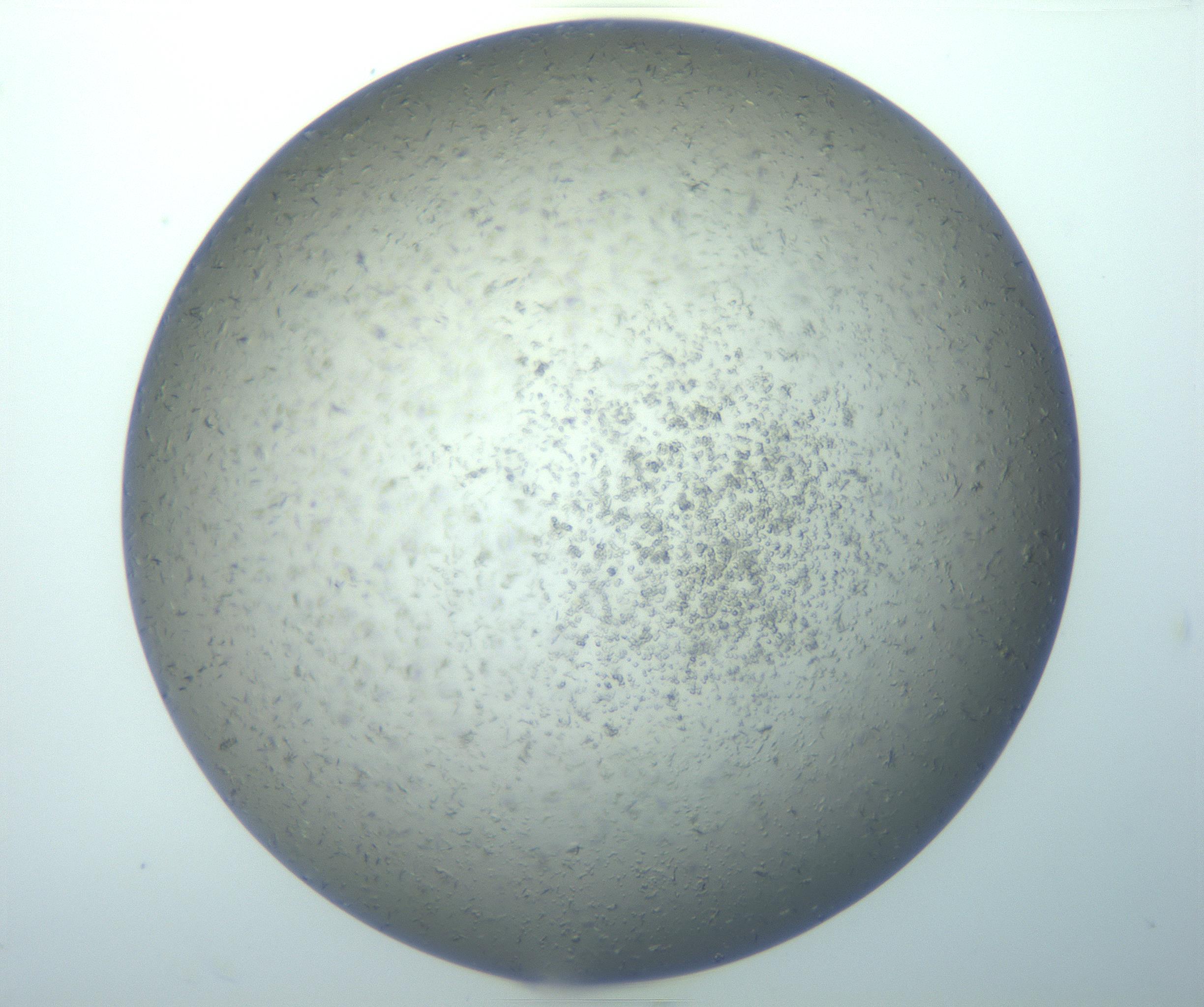 RI01_03_000_0212_Proj1_Clon1_MC_0000MC103164_003_161219_06_04_01_00_99_002_001_RAI.jpg