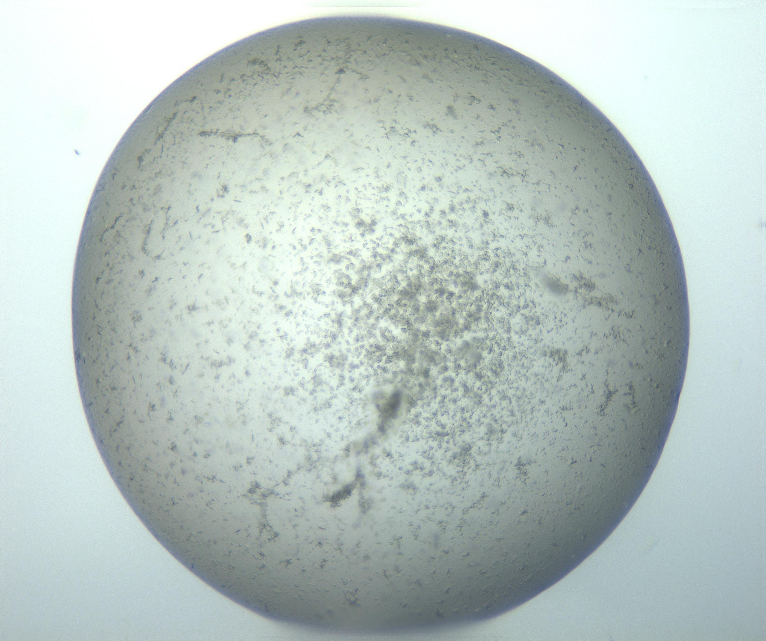 RI01_03_000_0212_Proj1_Clon1_MC_0000MC103164_003_161219_06_06_01_00_99_002_001_RAI.jpg