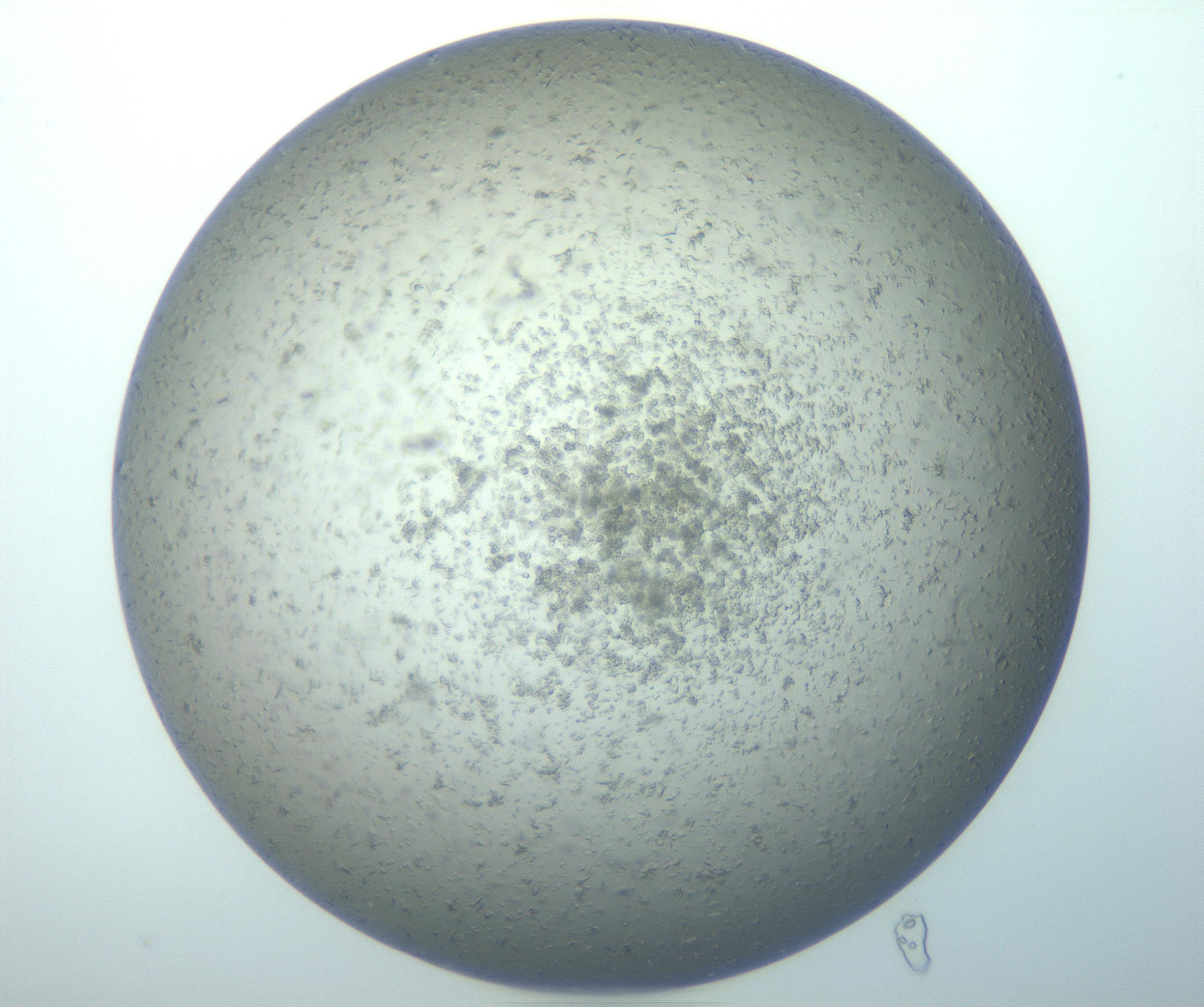 RI01_03_000_0212_Proj1_Clon1_MC_0000MC103164_003_161219_06_07_01_00_99_002_001_RAI.jpg