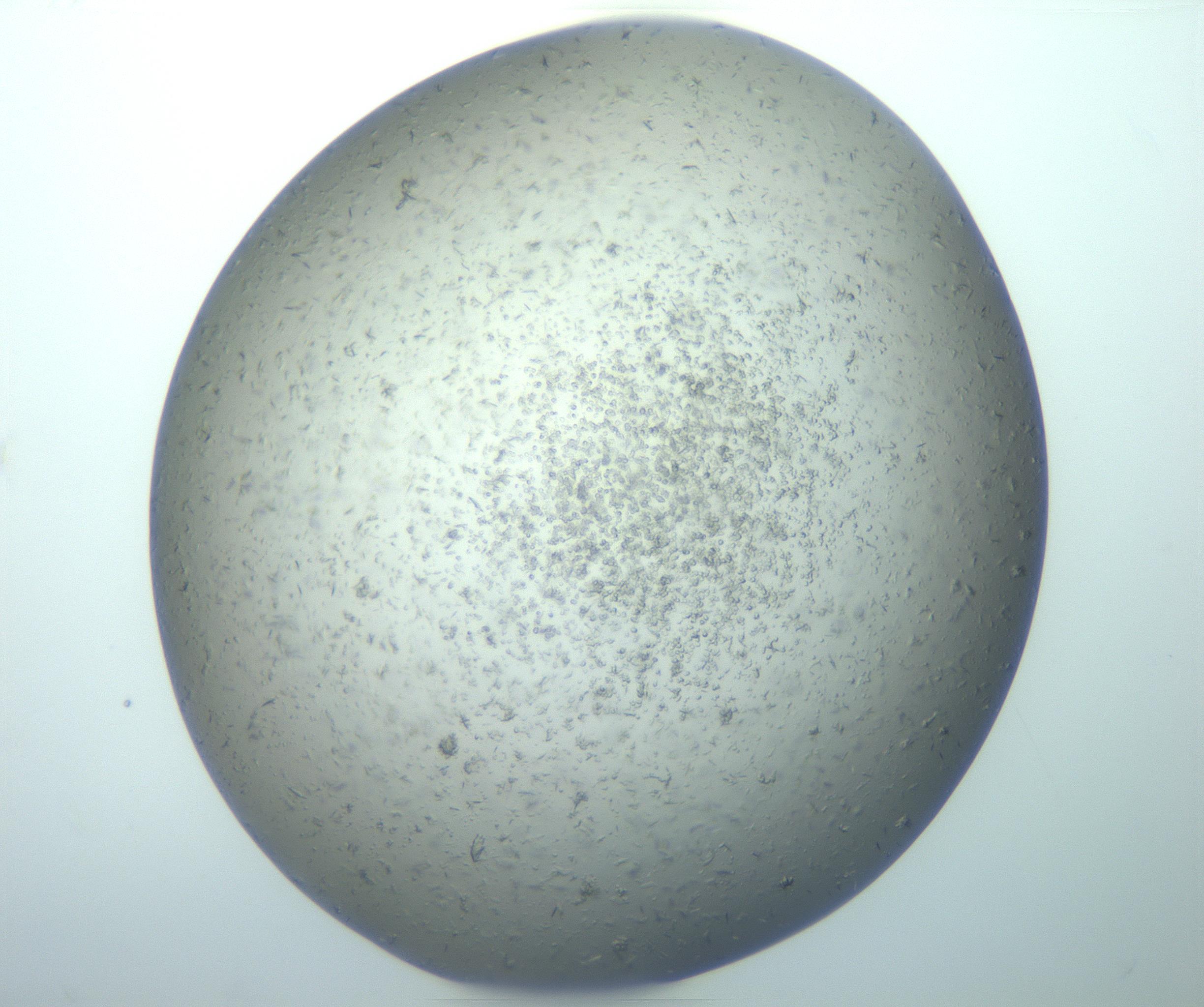 RI01_03_000_0212_Proj1_Clon1_MC_0000MC103164_003_161219_06_08_01_00_99_002_001_RAI.jpg