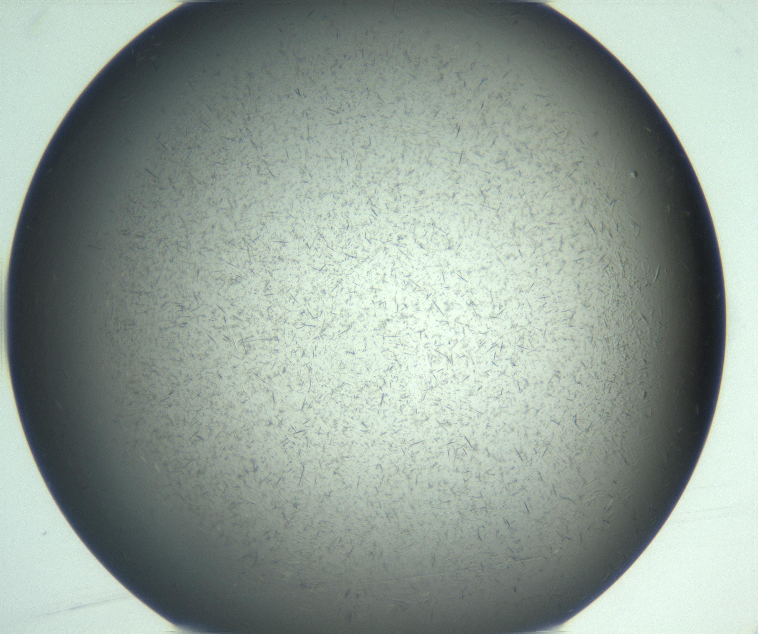 RI01_03_000_0212_Proj1_Clon1_MC_0000MC103167_002_161222_04_01_01_00_99_002_001_RAI.jpg