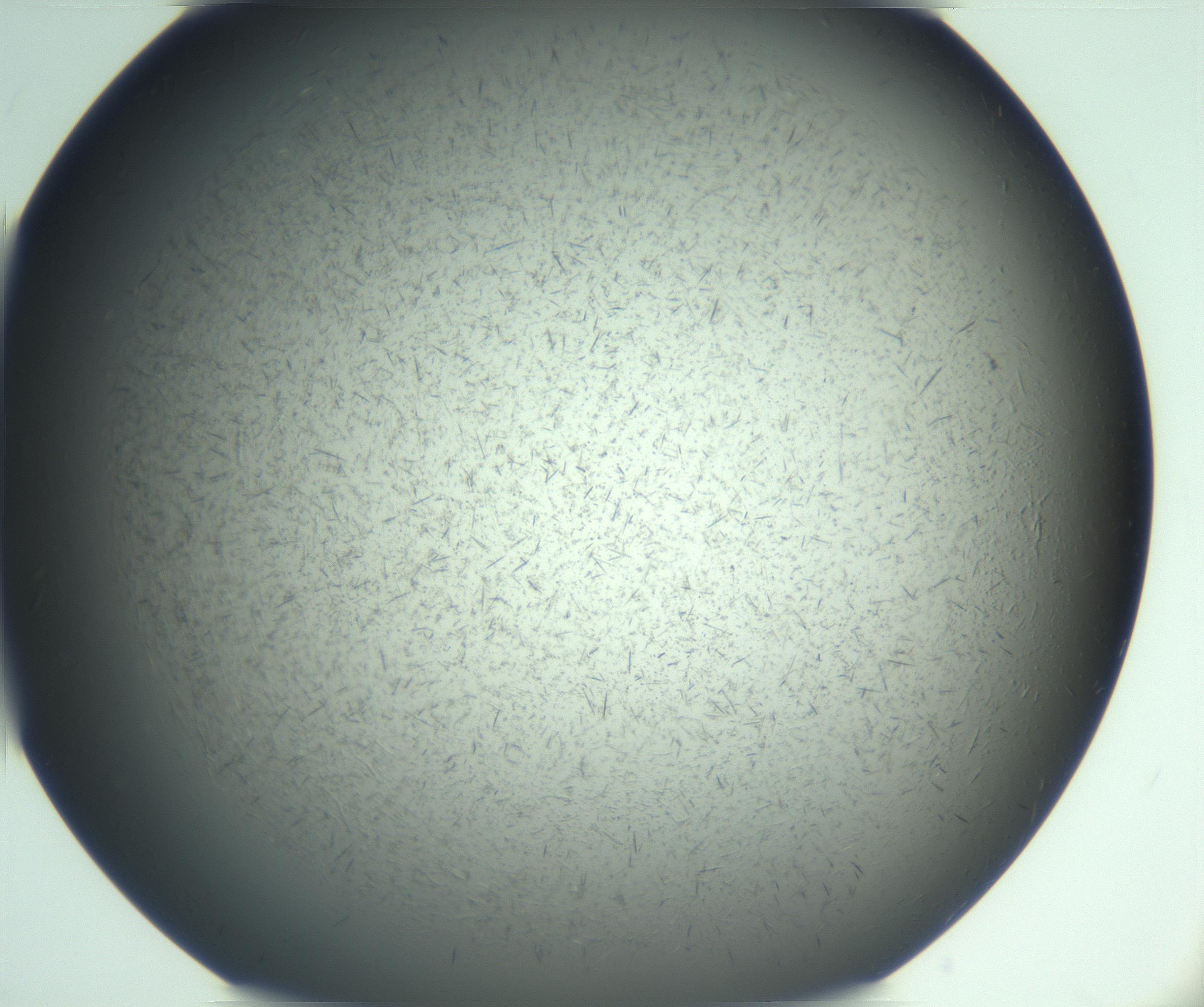 RI01_03_000_0212_Proj1_Clon1_MC_0000MC103167_002_161222_04_01_02_00_99_002_001_RAI.jpg