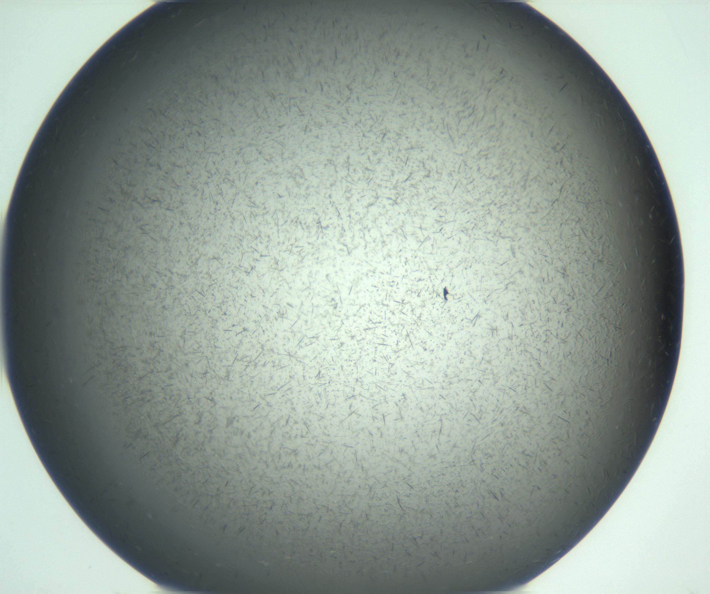 RI01_03_000_0212_Proj1_Clon1_MC_0000MC103167_002_161222_06_01_01_00_99_002_001_RAI.jpg
