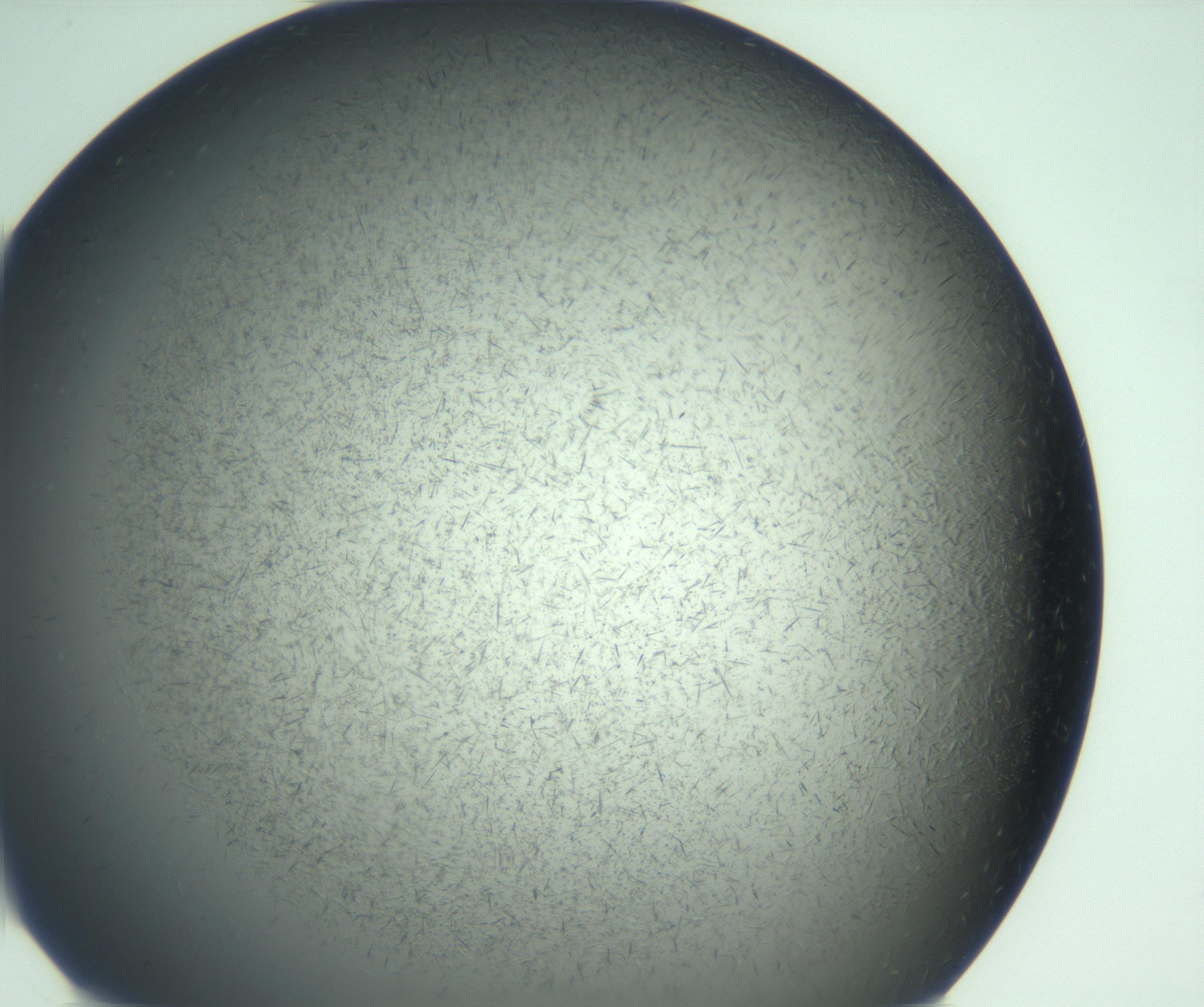 RI01_03_000_0212_Proj1_Clon1_MC_0000MC103167_002_161222_06_01_02_00_99_002_001_RAI.jpg