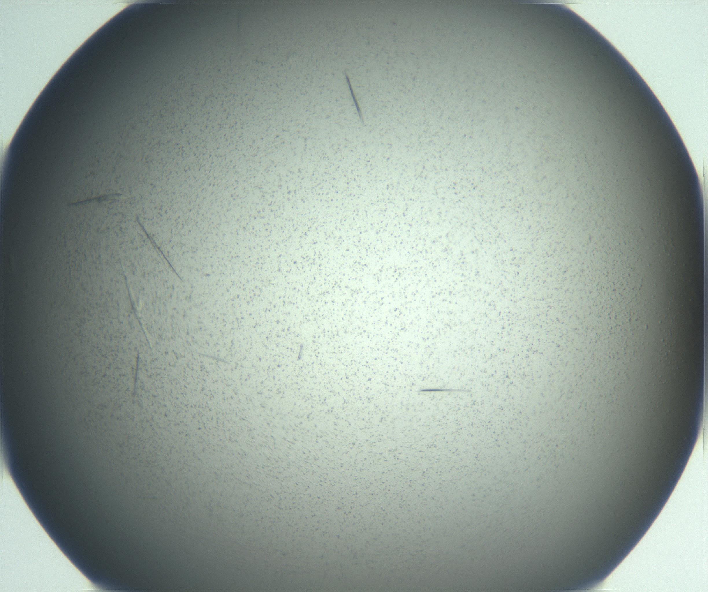 RI01_03_000_0212_Proj1_Clon1_MC_0000MC103167_005_161228_01_08_01_00_99_002_001_RAI.jpg