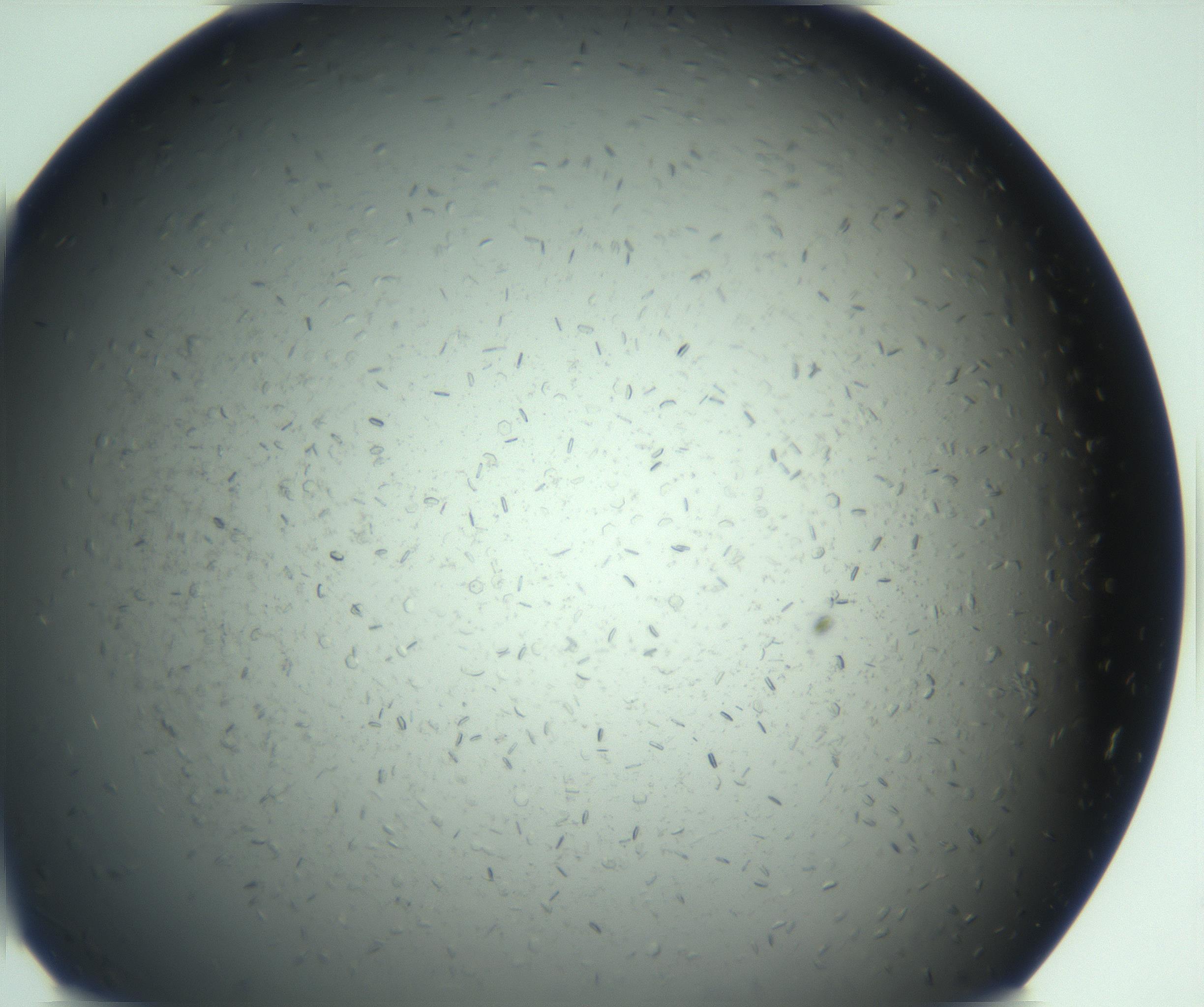 RI01_03_000_0212_Proj1_Clon1_MC_0000MC103167_005_161228_02_04_01_00_99_002_001_RAI.jpg
