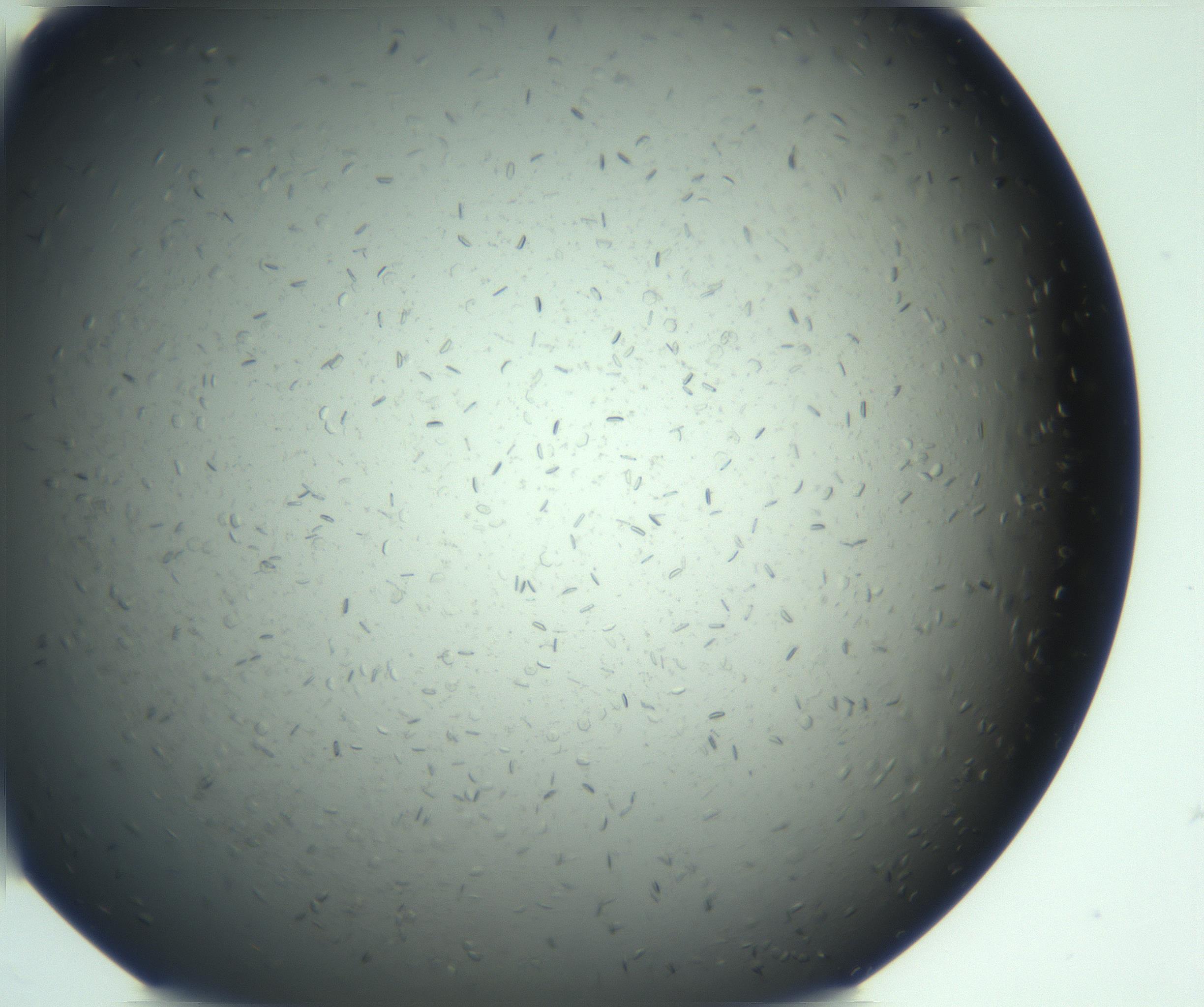 RI01_03_000_0212_Proj1_Clon1_MC_0000MC103167_005_161228_02_04_02_00_99_002_001_RAI.jpg