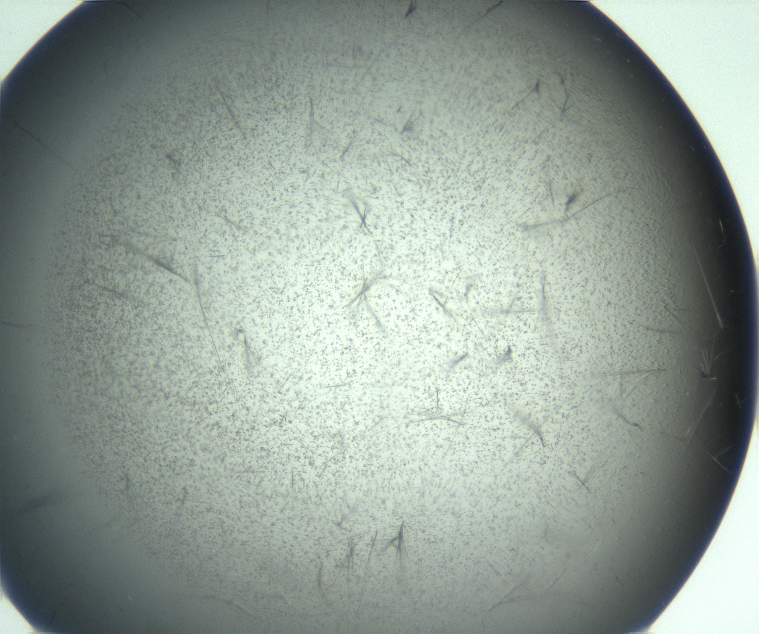 RI01_03_000_0212_Proj1_Clon1_MC_0000MC103167_005_161228_02_05_01_00_99_002_001_RAI.jpg