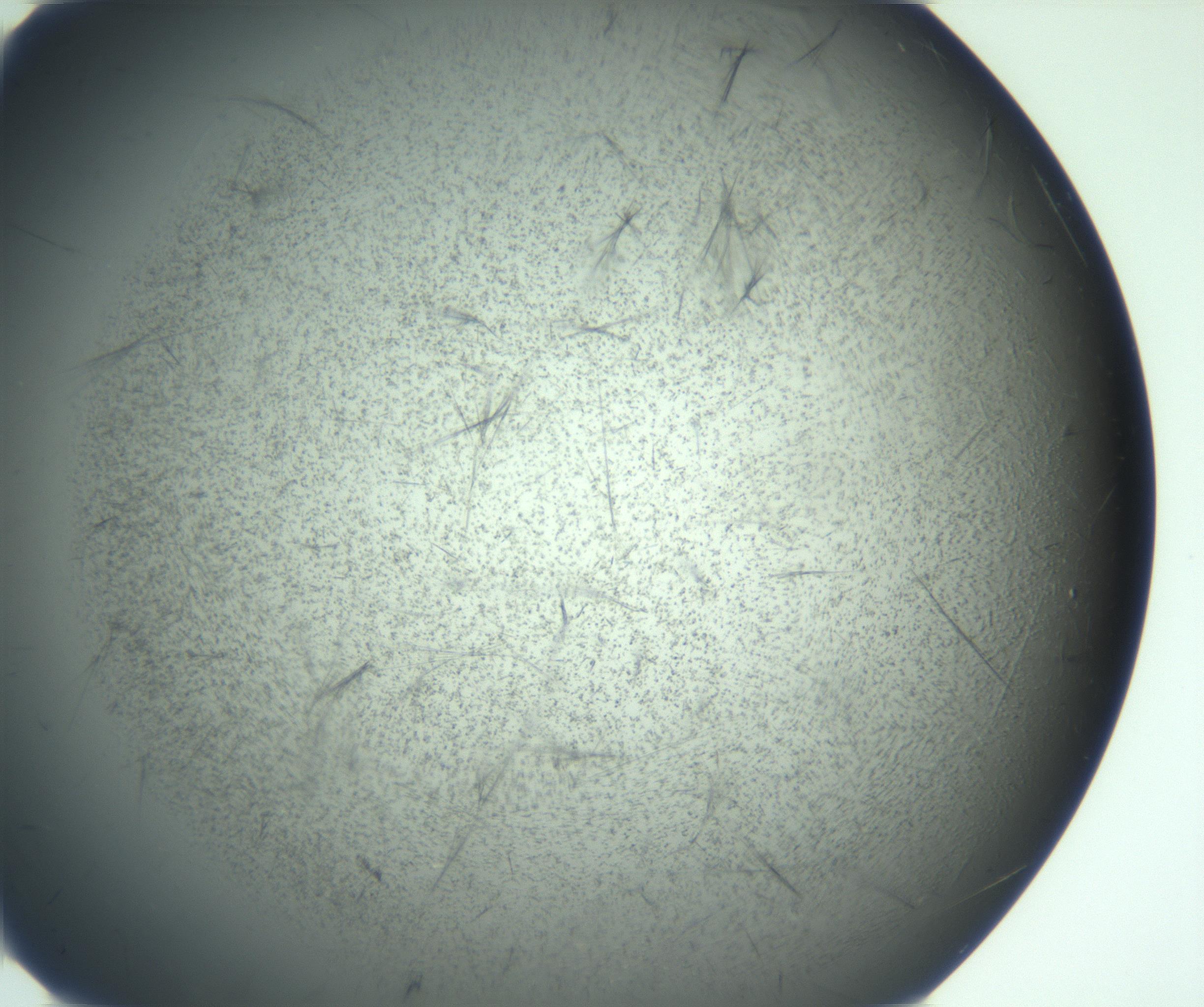 RI01_03_000_0212_Proj1_Clon1_MC_0000MC103167_005_161228_02_05_02_00_99_002_001_RAI.jpg