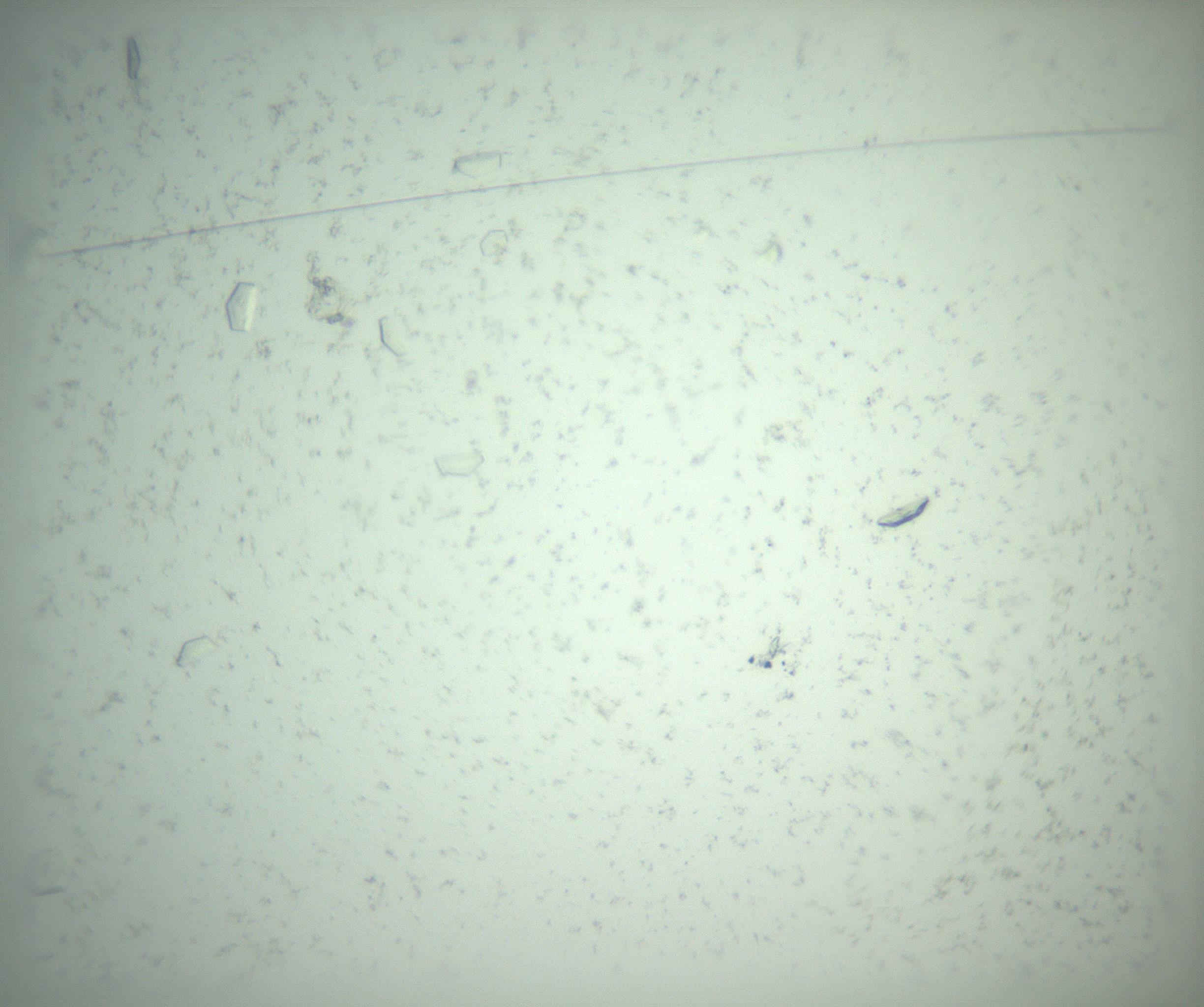 RI01_03_000_0212_Proj1_Clon1_MC_0000MC103167_005_161228_03_01_01_00_99_002_001_RAI.jpg