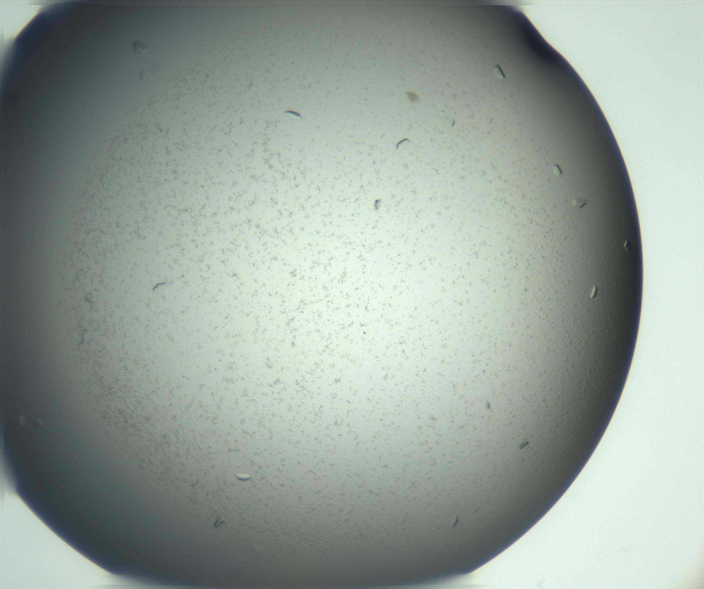 RI01_03_000_0212_Proj1_Clon1_MC_0000MC103167_005_161228_03_01_02_00_99_002_001_RAI.jpg