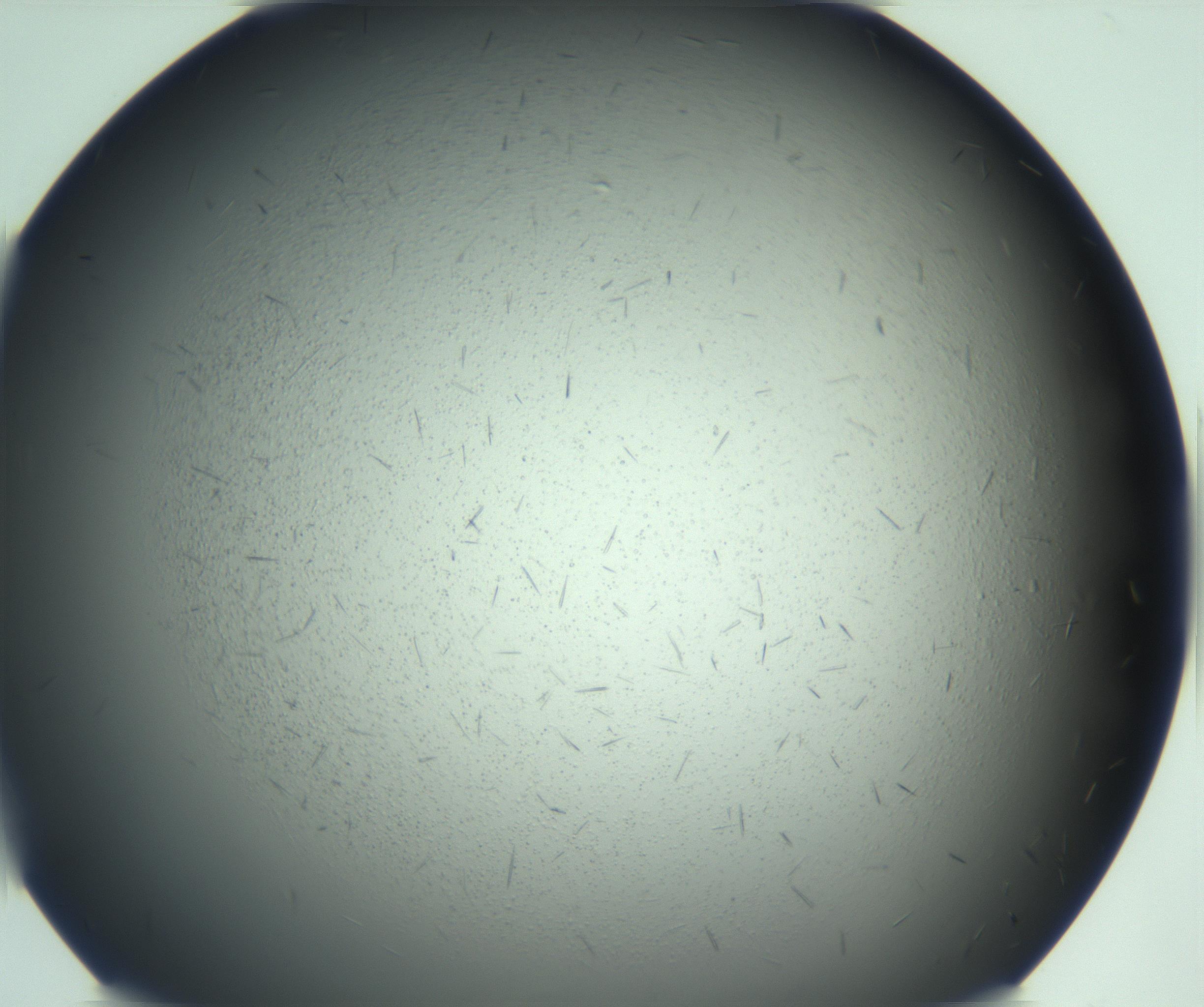 RI01_03_000_0212_Proj1_Clon1_MC_0000MC103167_005_161228_05_01_01_00_99_002_001_RAI.jpg