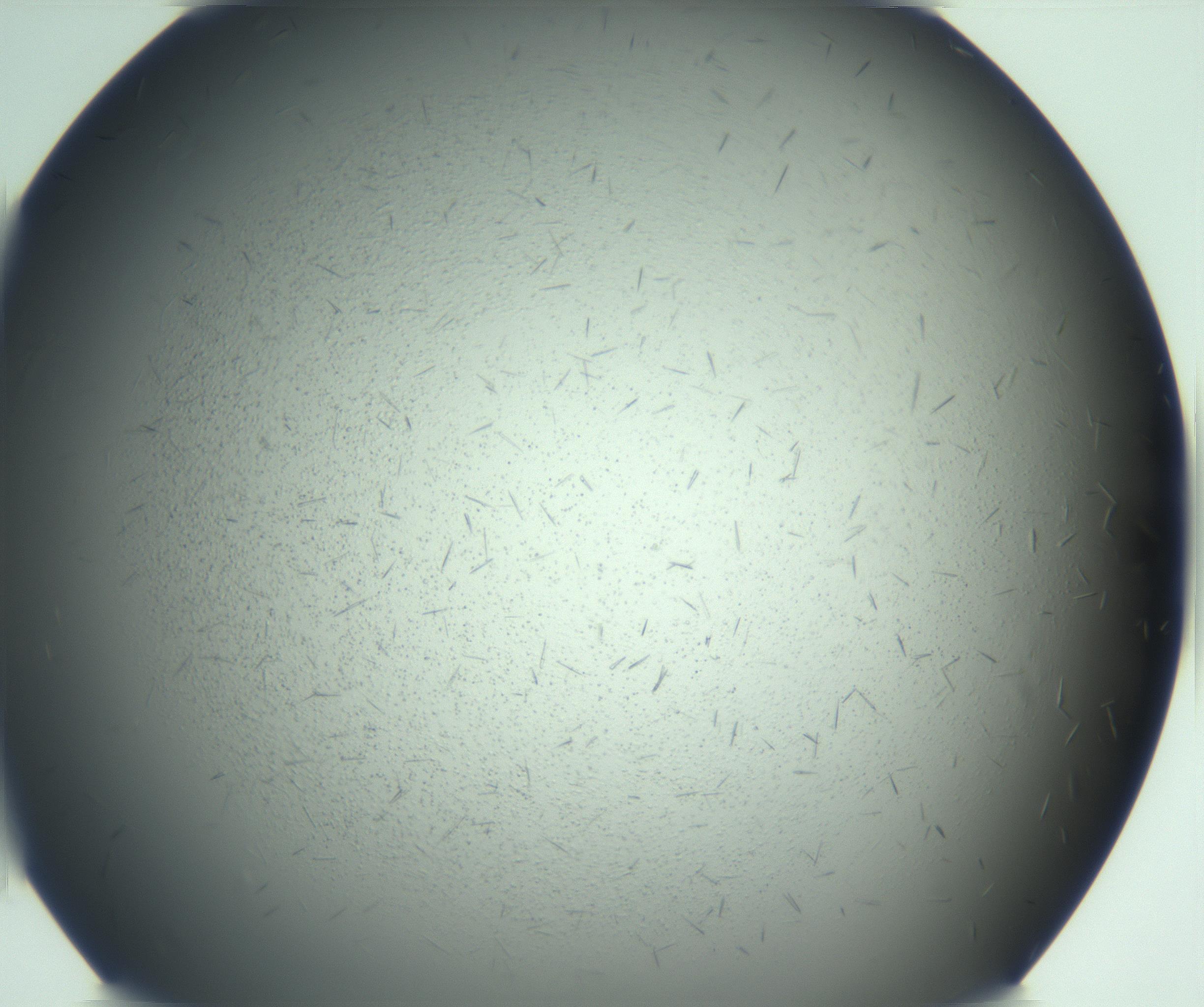 RI01_03_000_0212_Proj1_Clon1_MC_0000MC103167_005_161228_05_01_02_00_99_002_001_RAI.jpg